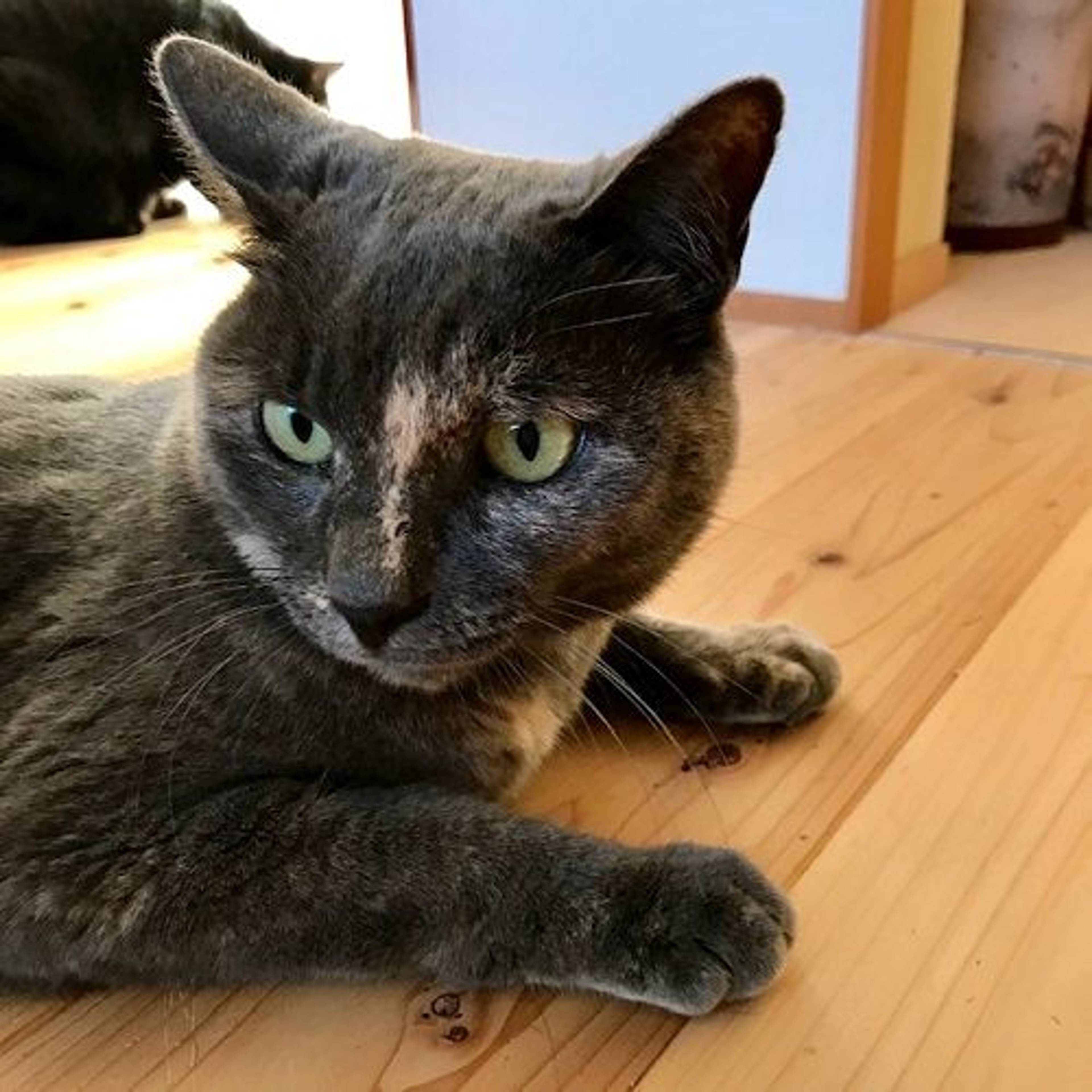 雑種（ミックス猫）・メスの里親募集の写真
