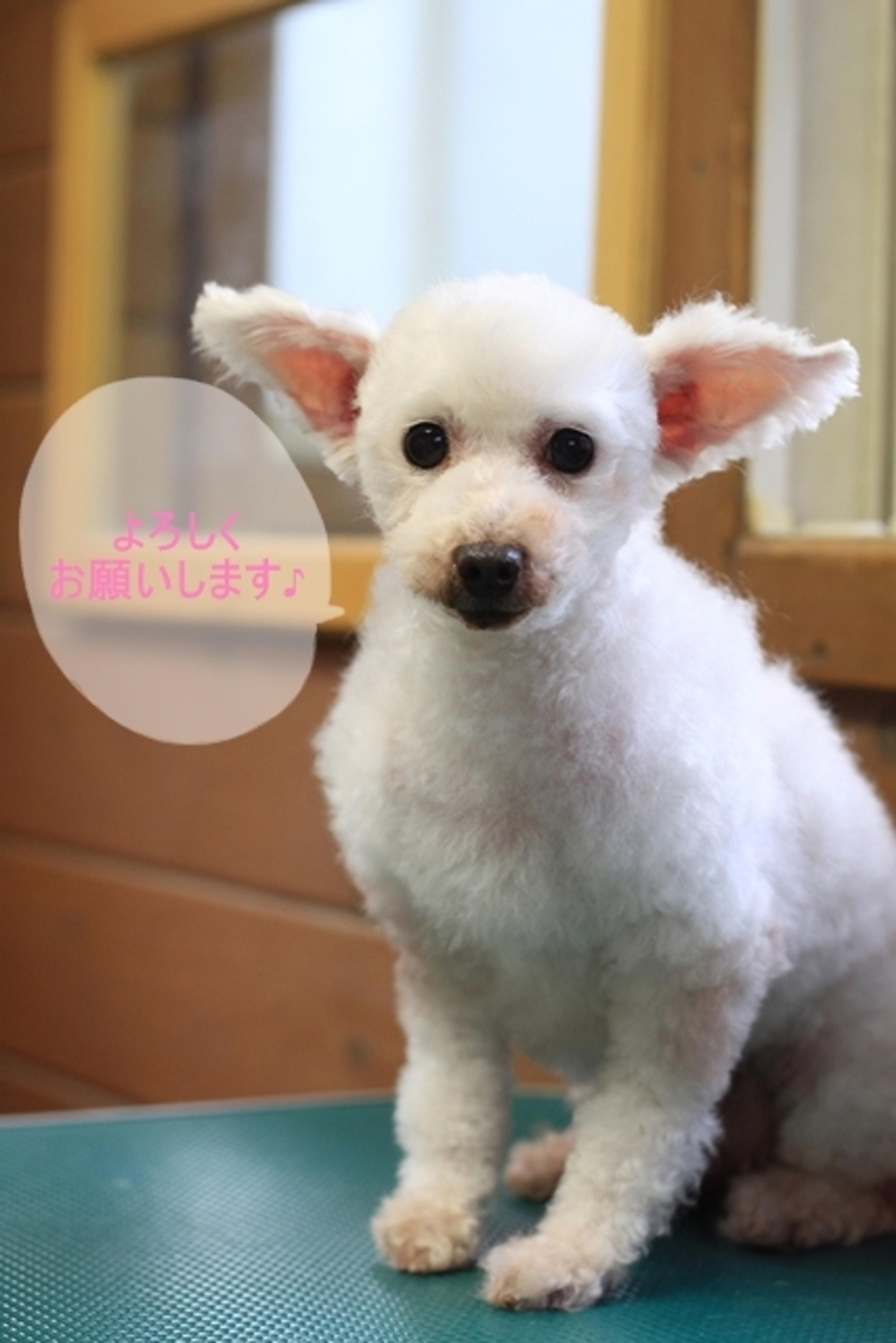 pet-image-2
