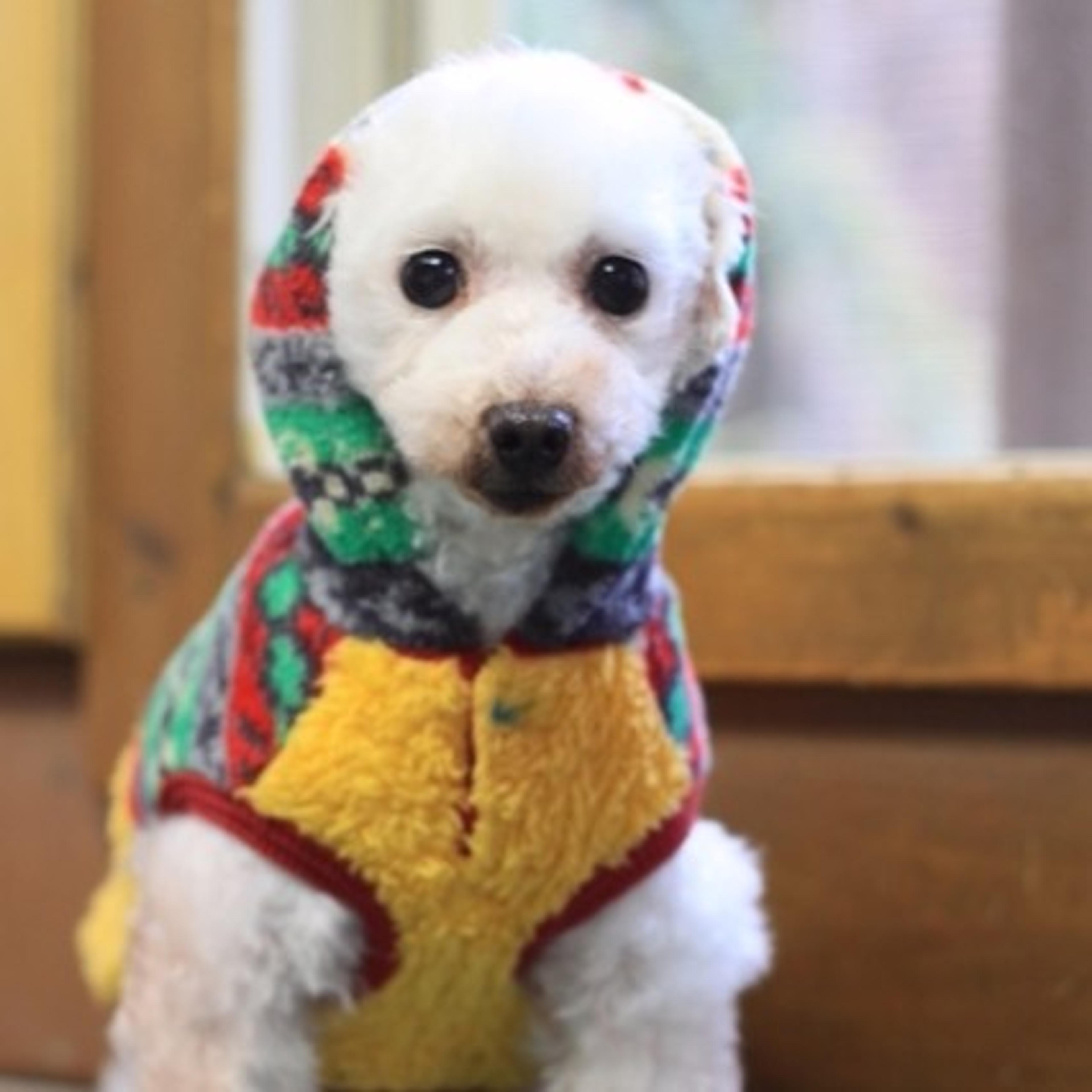 pet-image-3