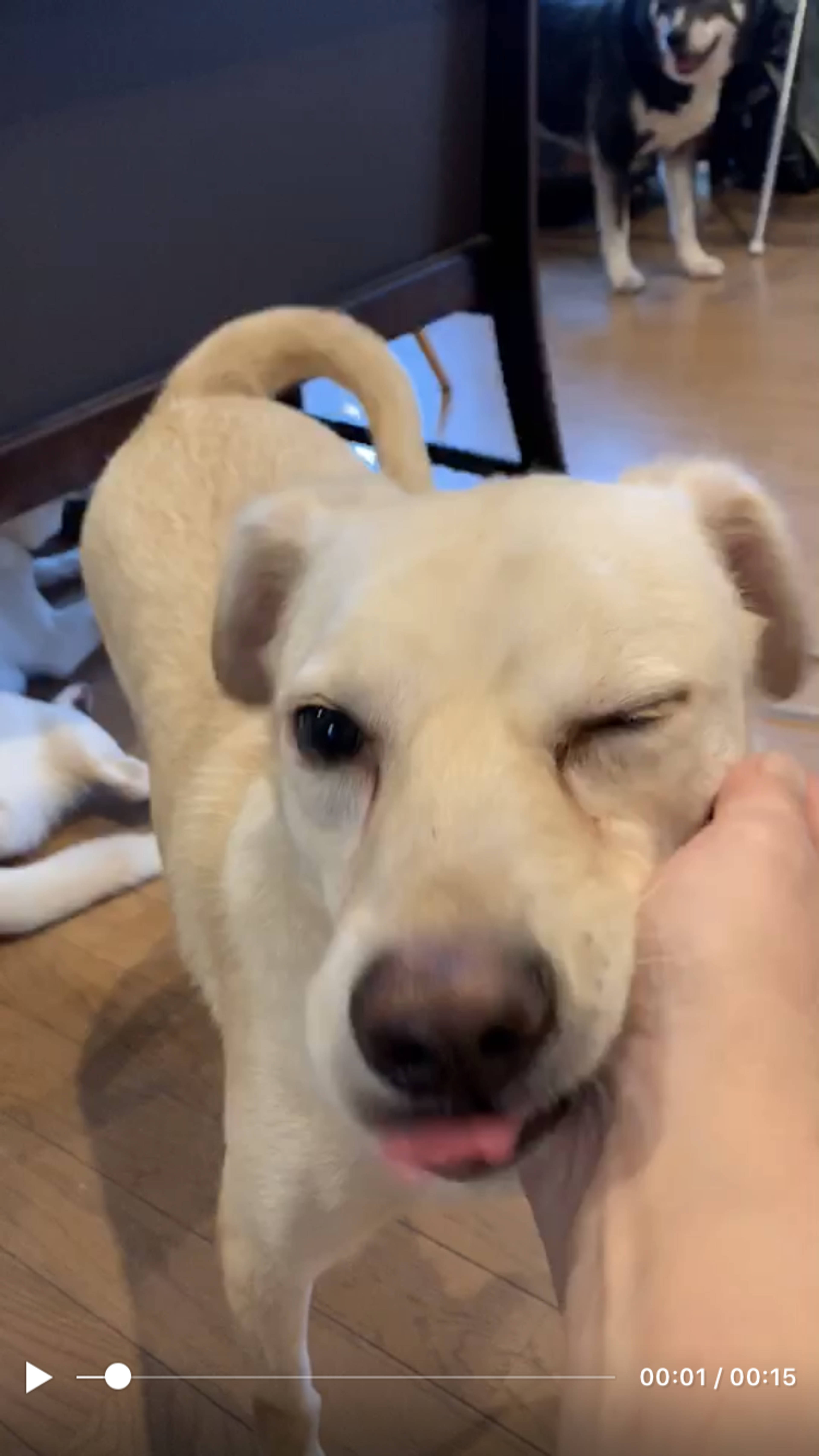 雑種（ミックス犬）・オスの里親募集の写真