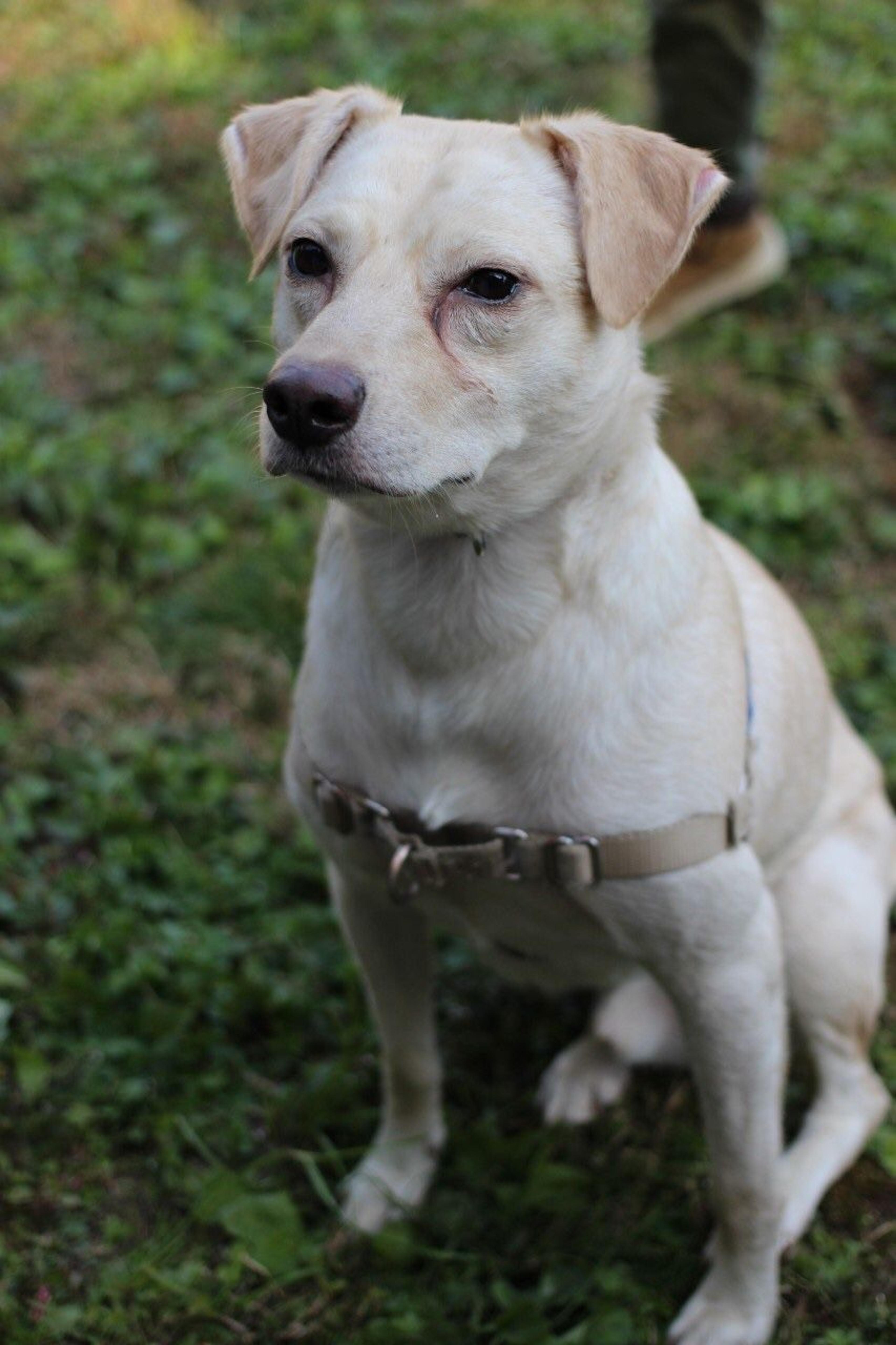 pet-image-2