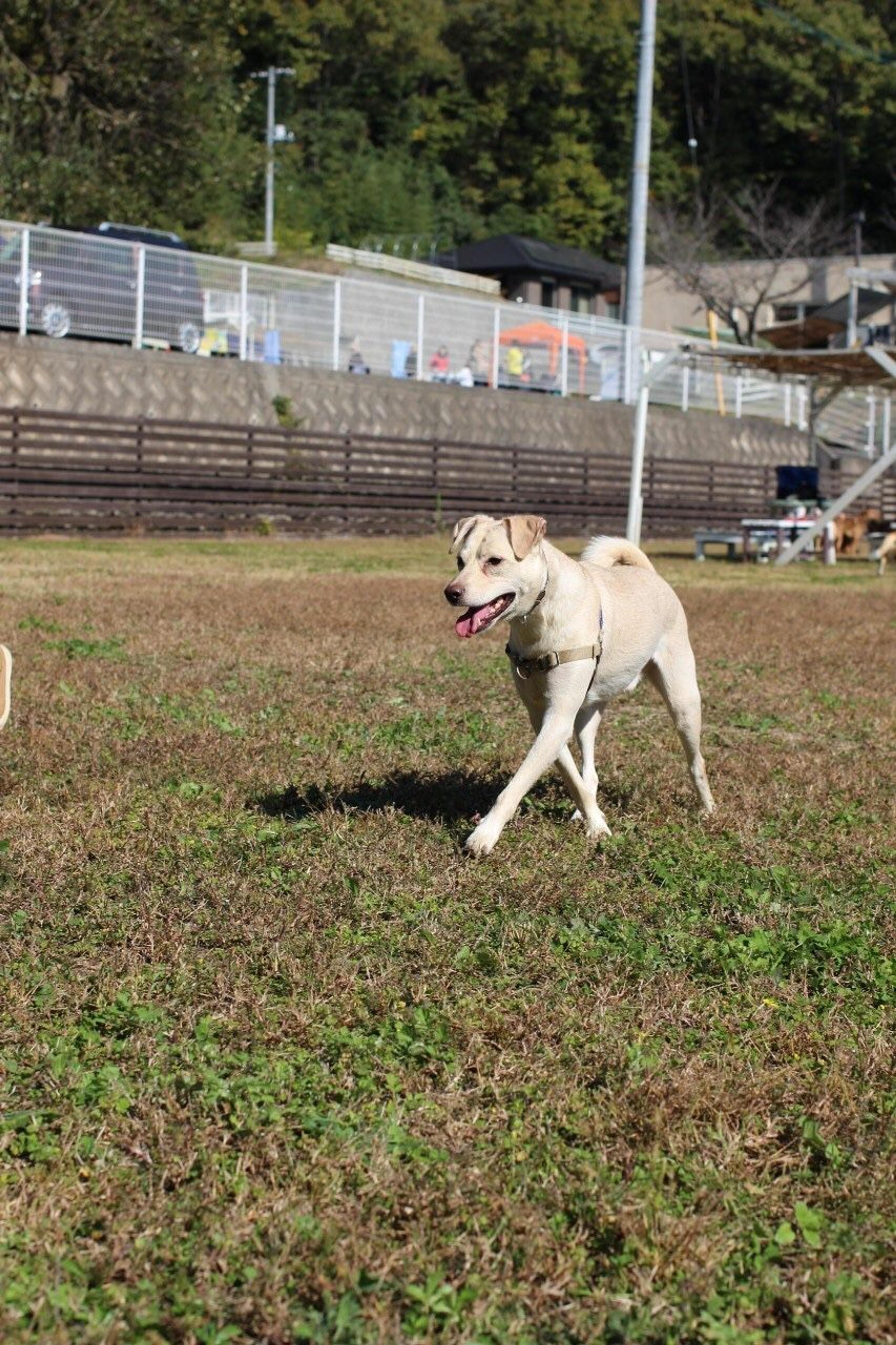 pet-image-3