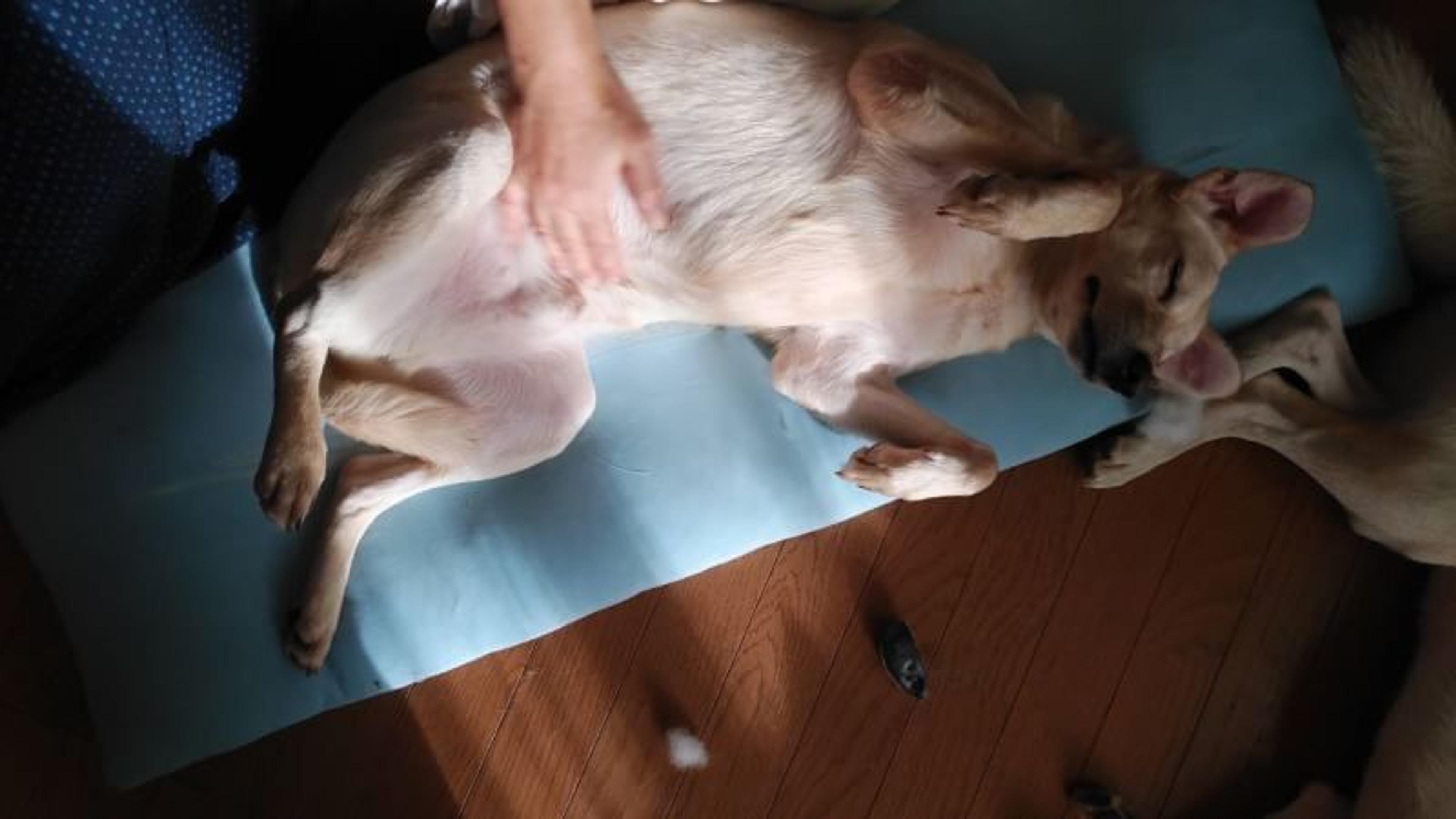 pet-image-4