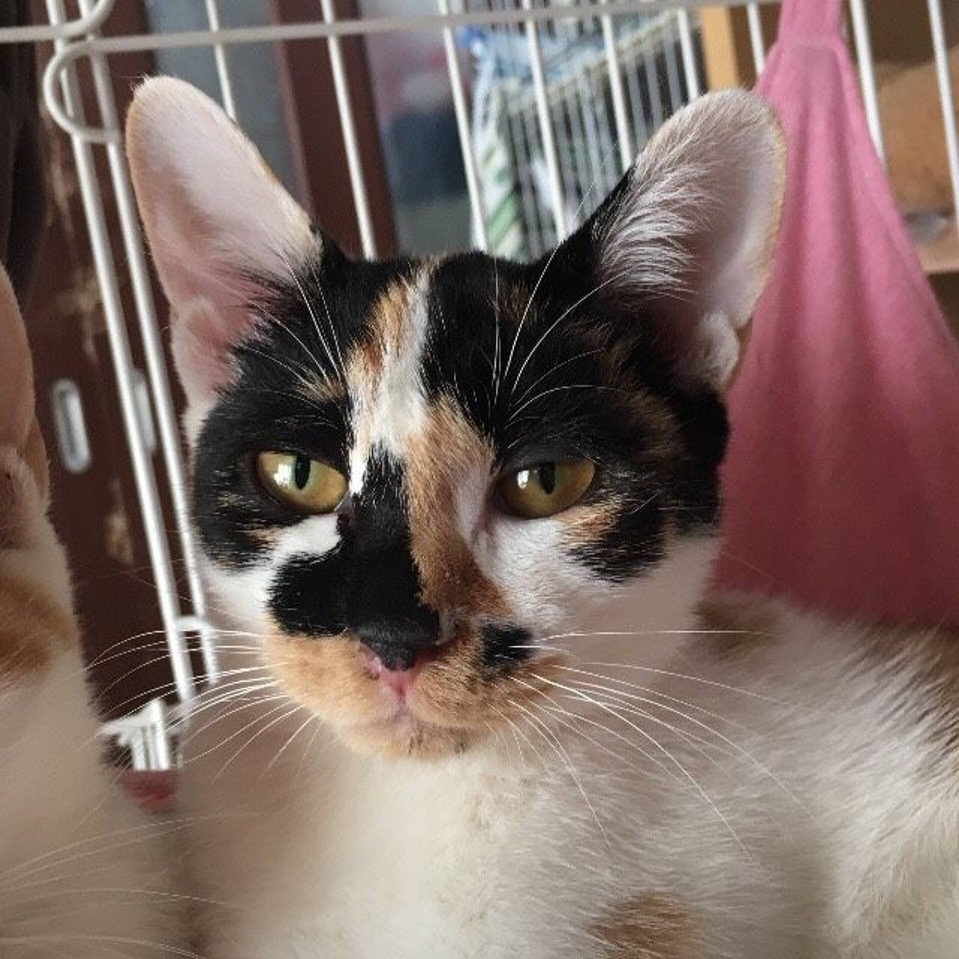 雑種（ミックス猫）・メスの里親募集の写真
