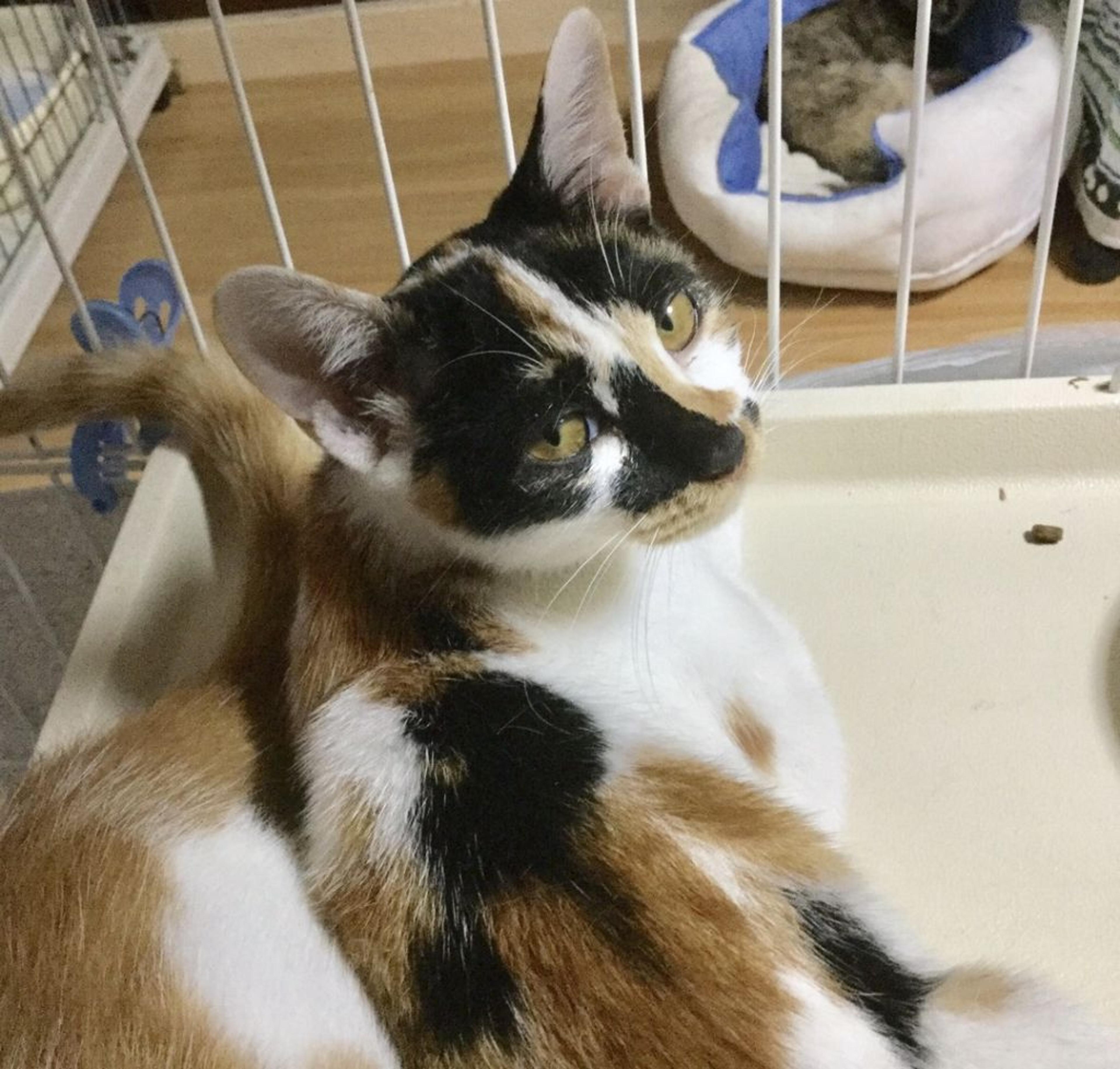 pet-image-2