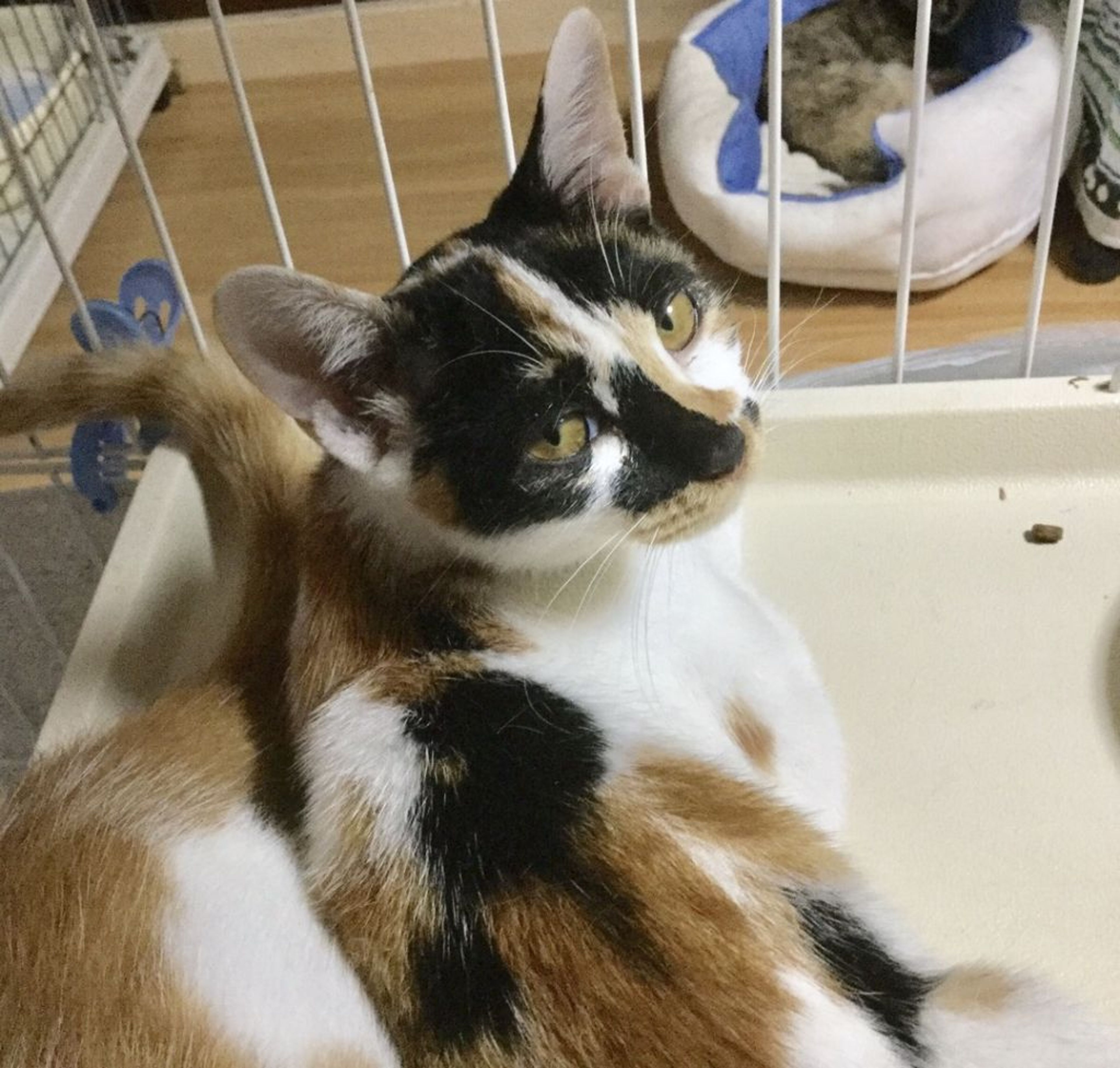 pet-image-2