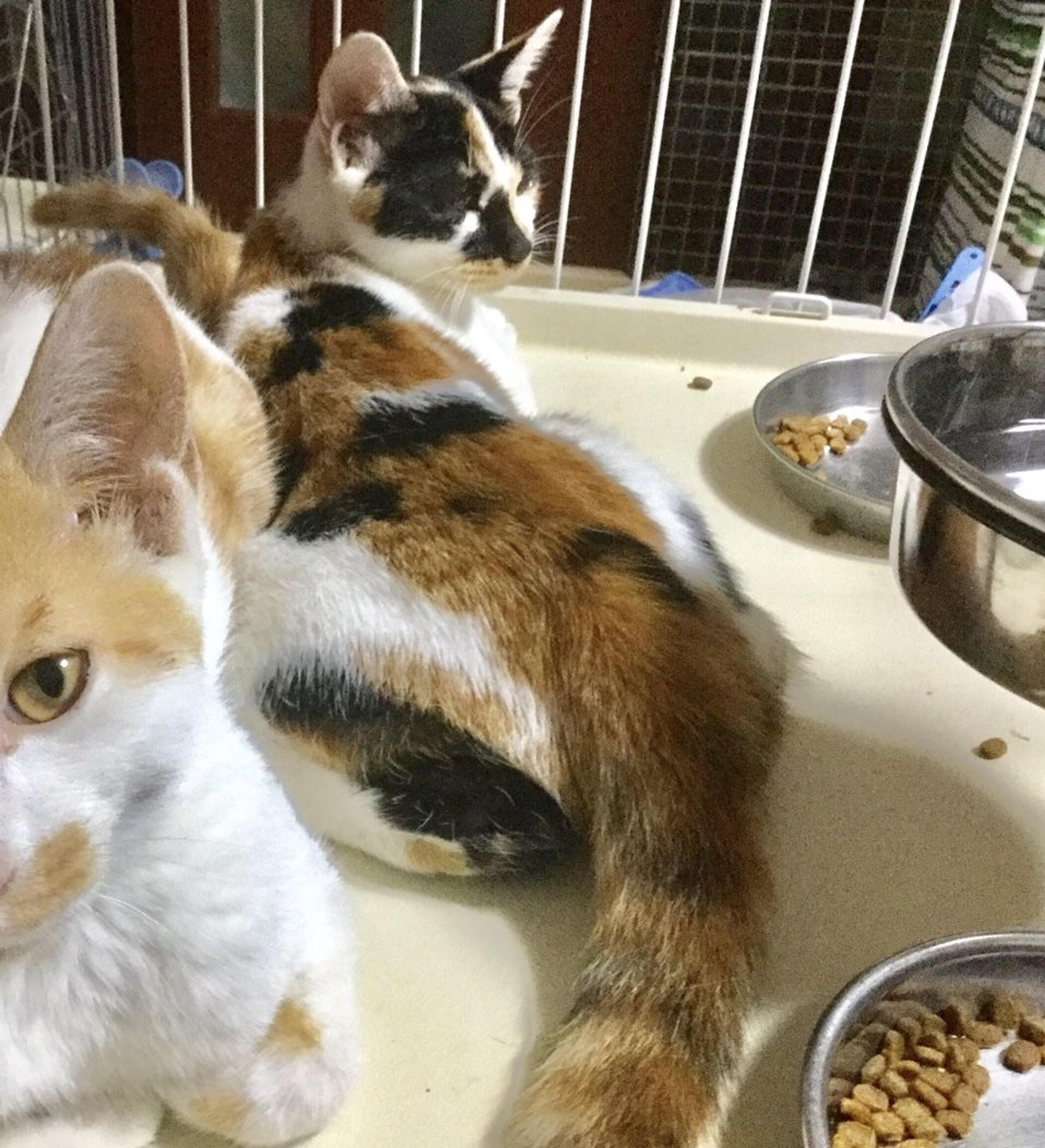 pet-image-3