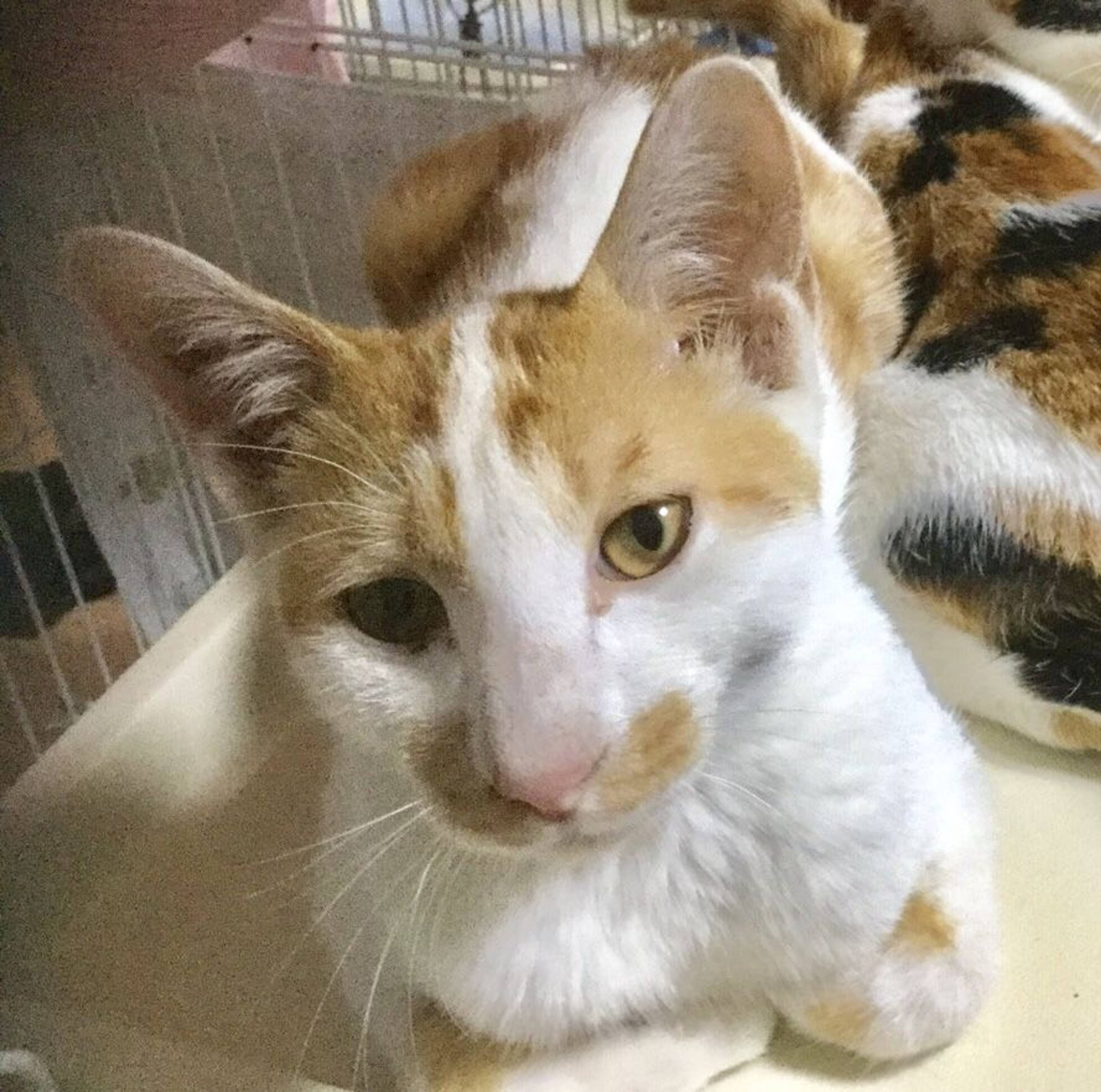 雑種（ミックス猫）・オスの里親募集の写真