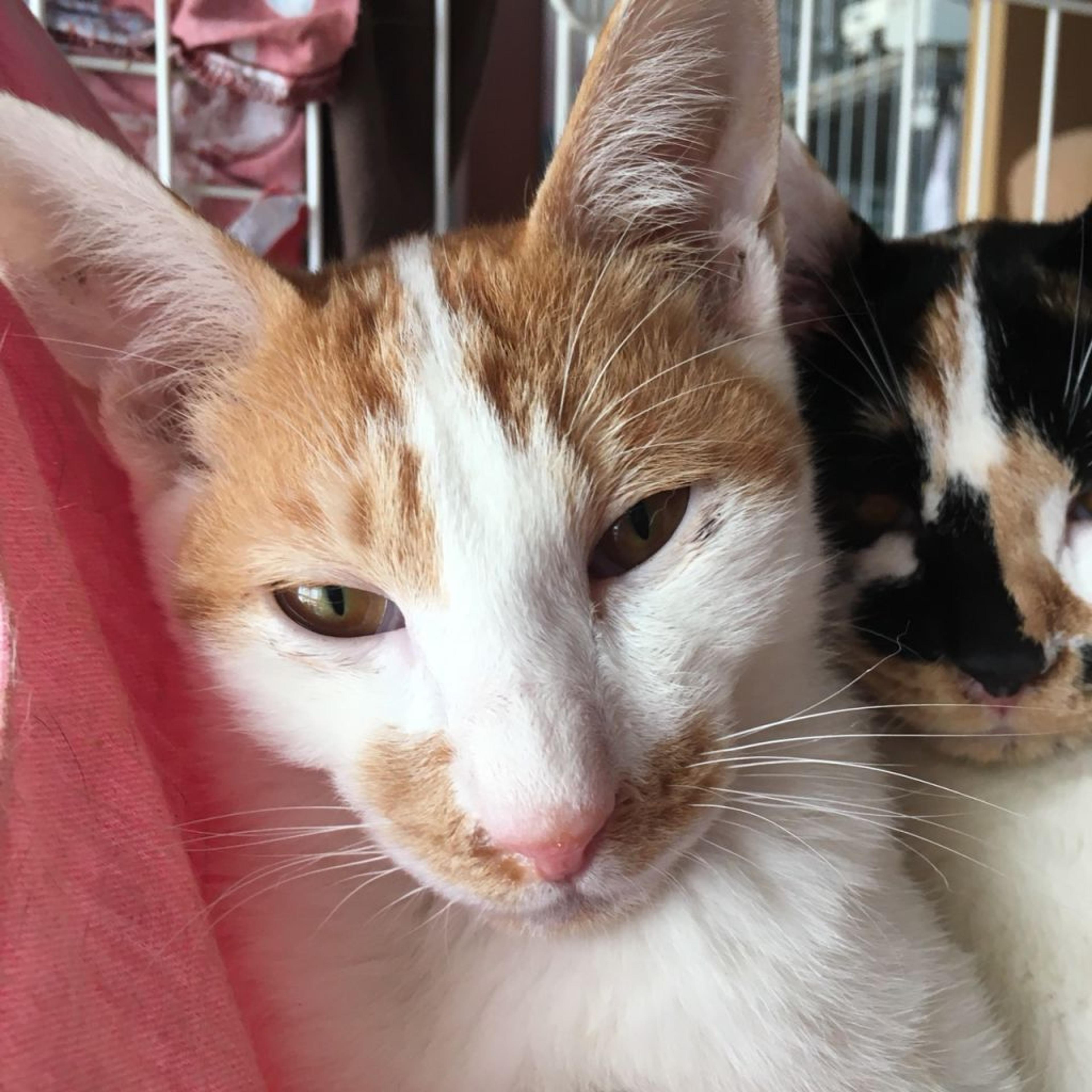 pet-image-2