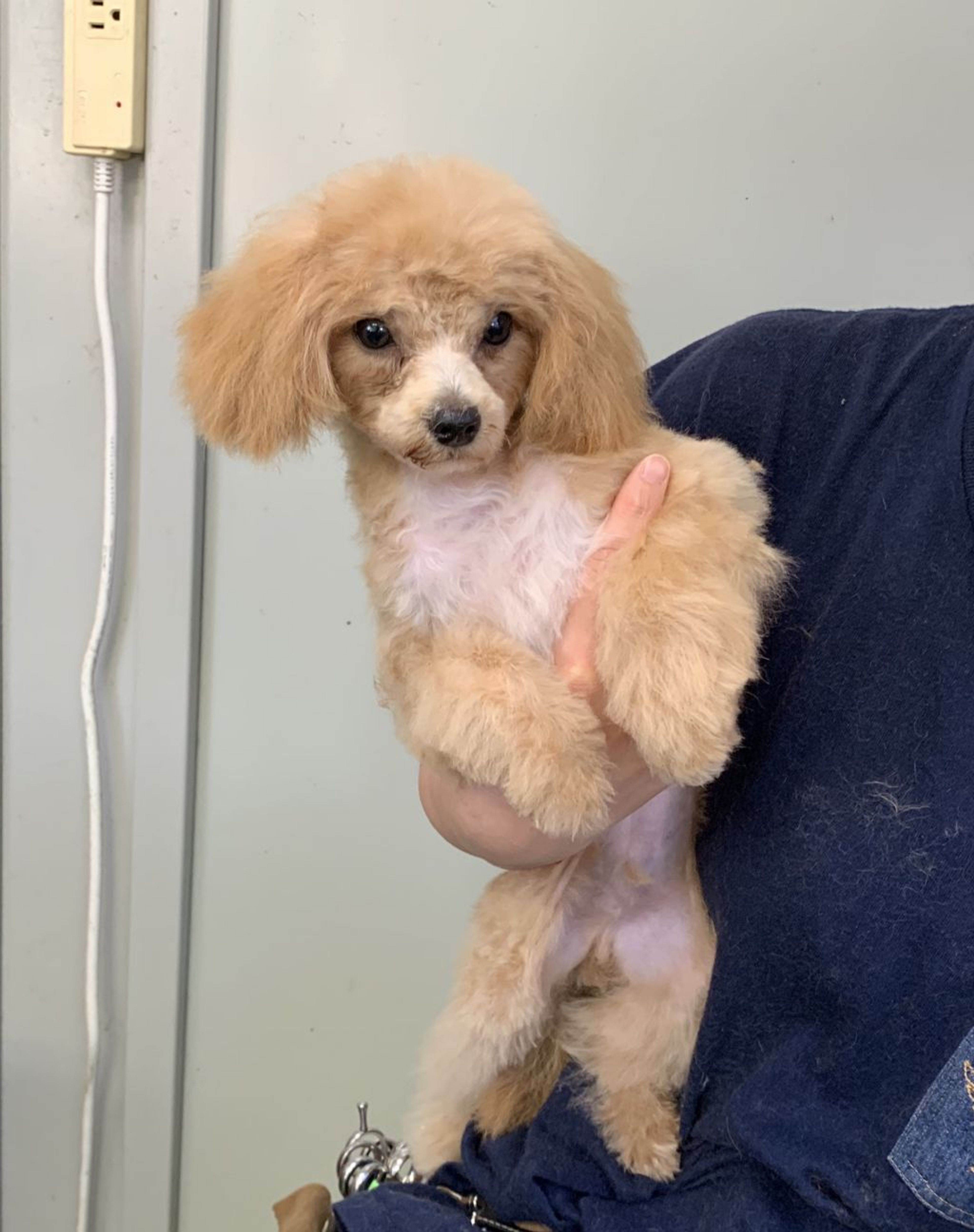 雑種（ミックス犬）・オスの里親募集の写真