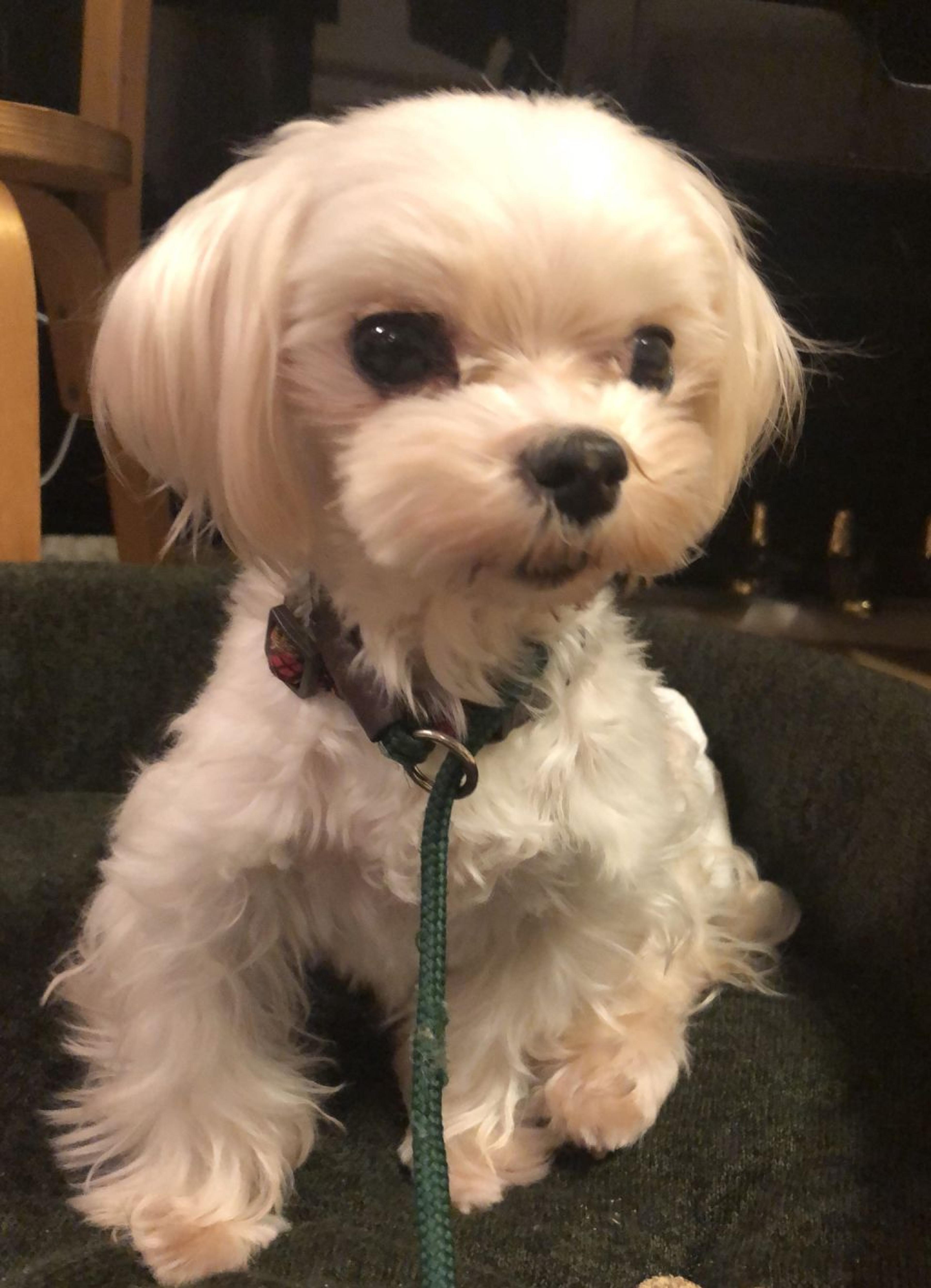 pet-image-2