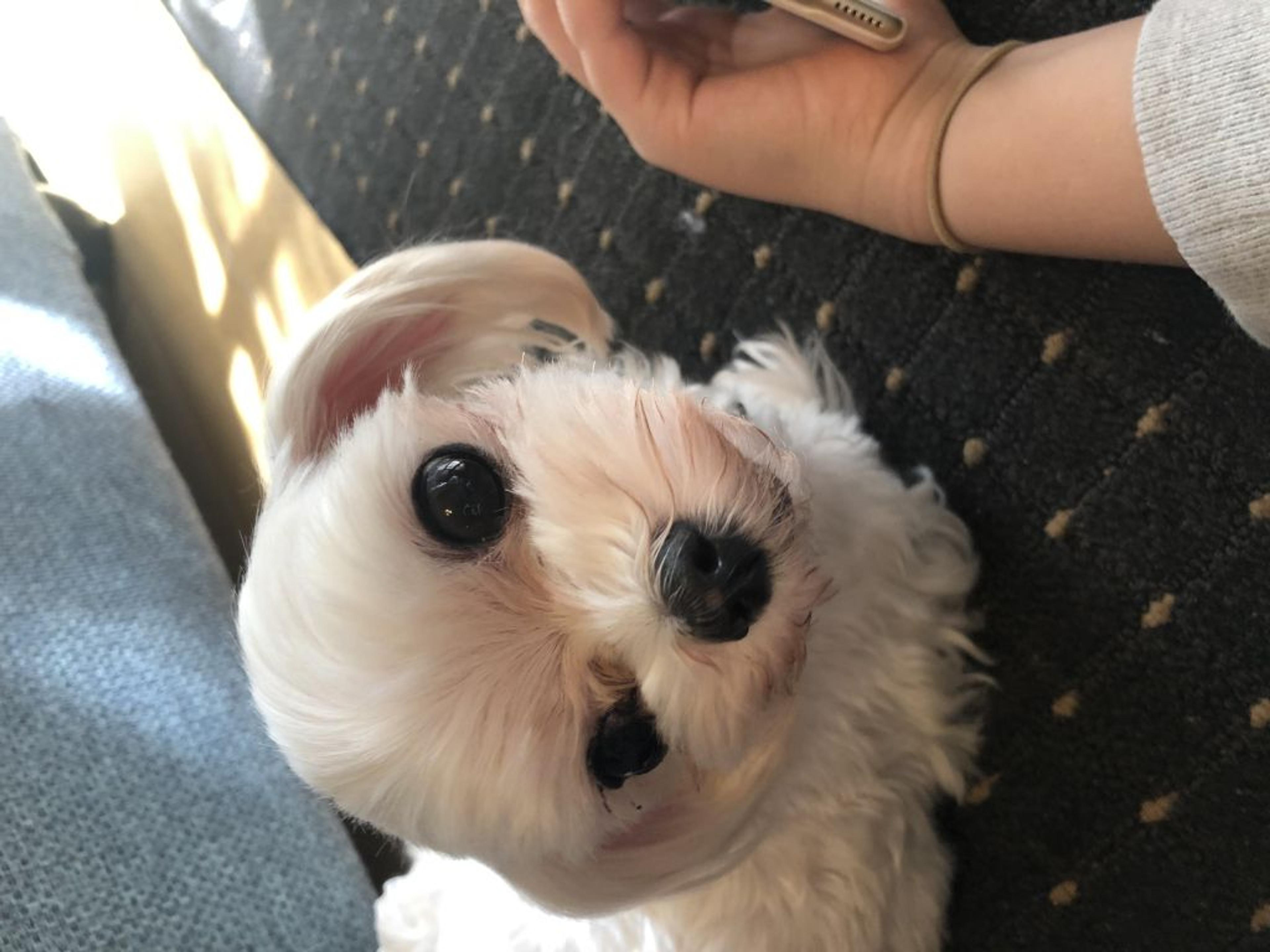 pet-image-3