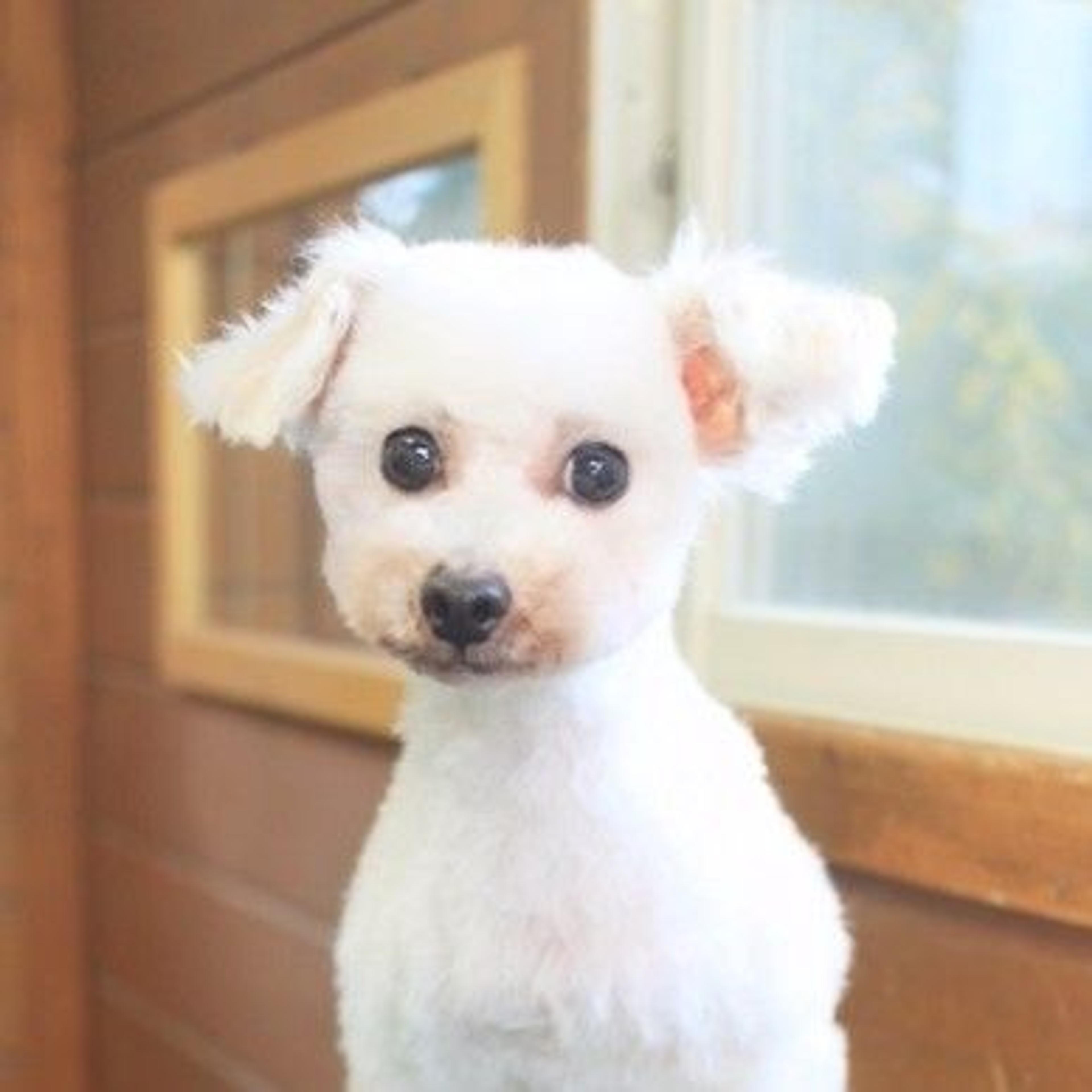pet-image-2