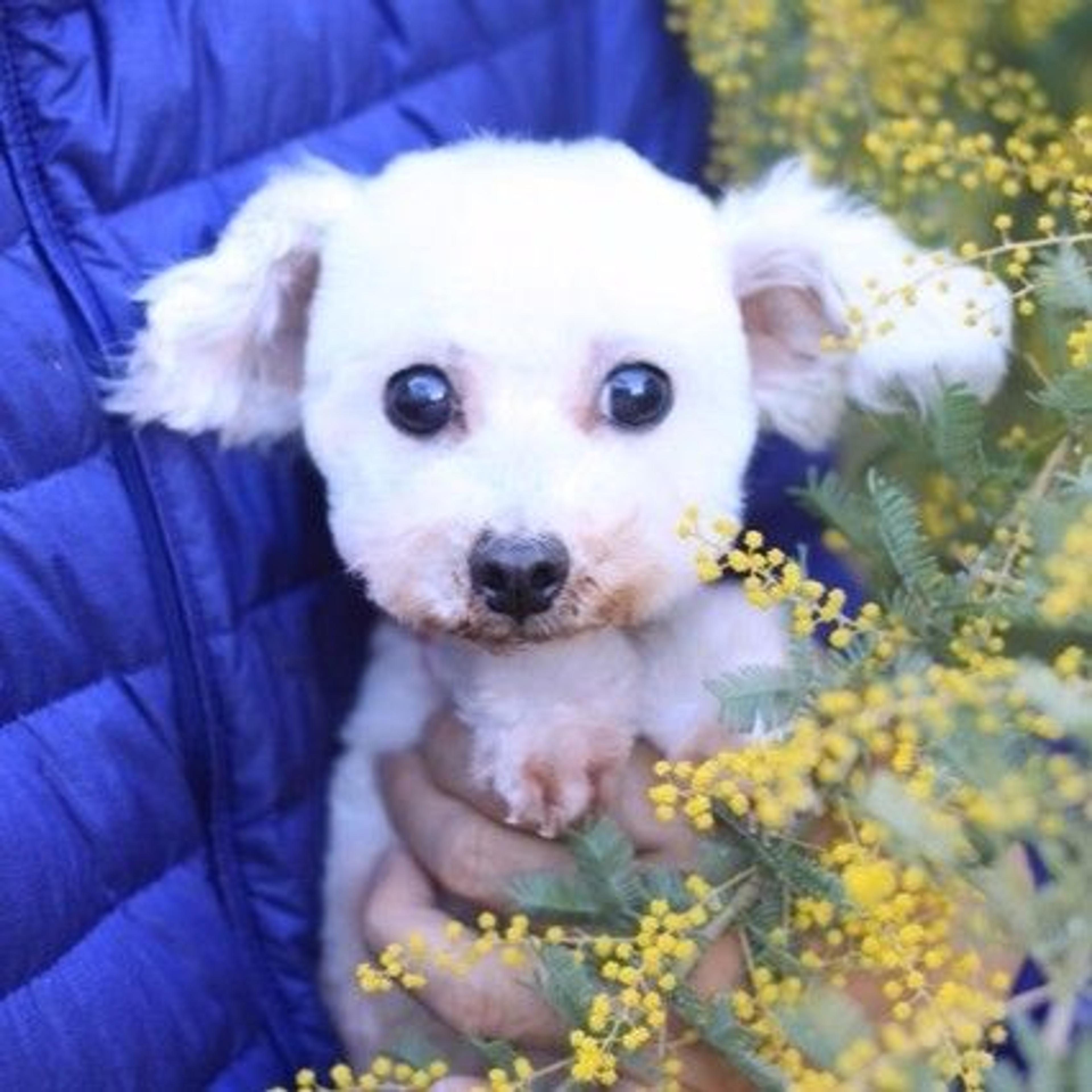 pet-image-3