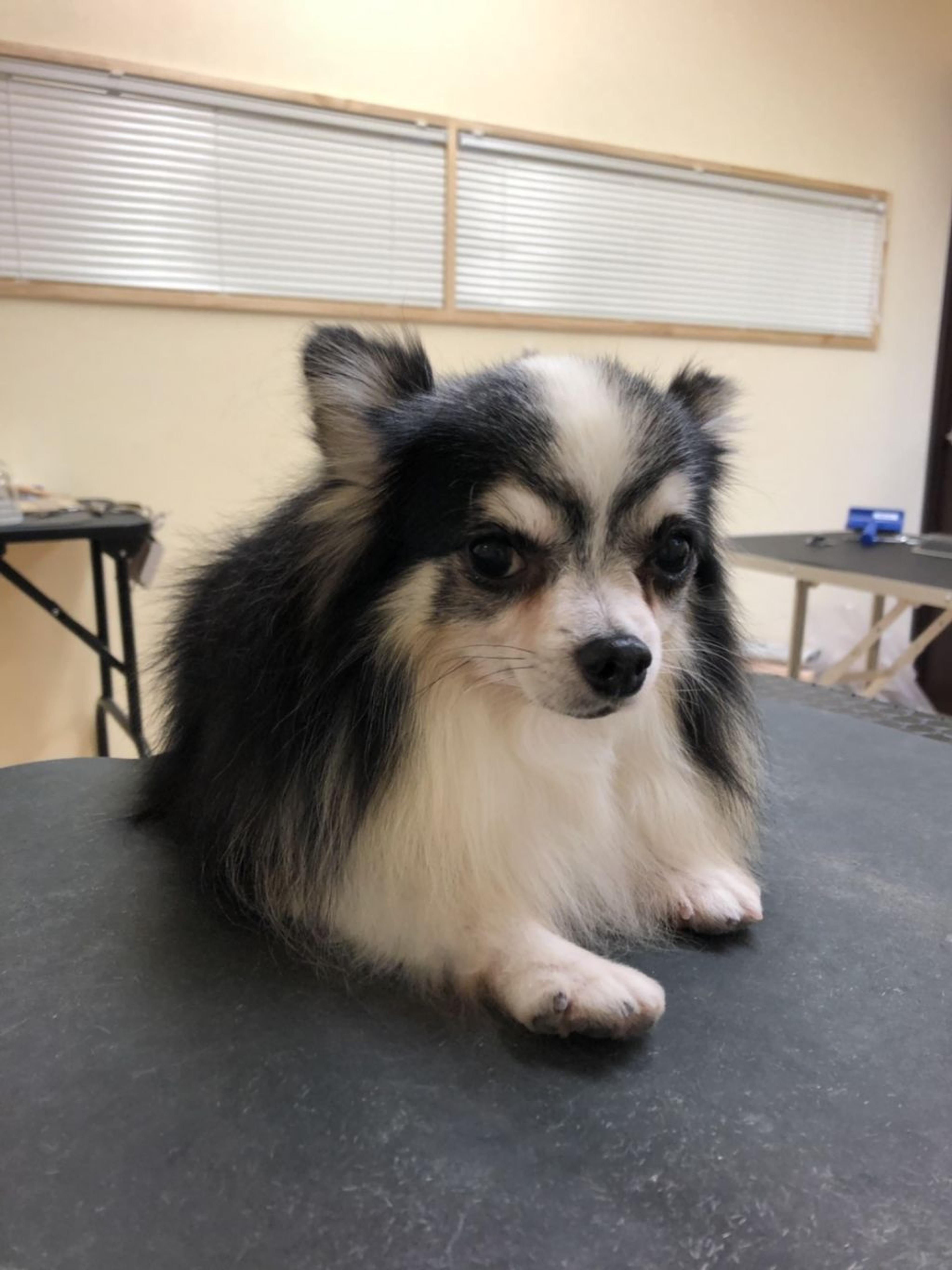 pet-image-2