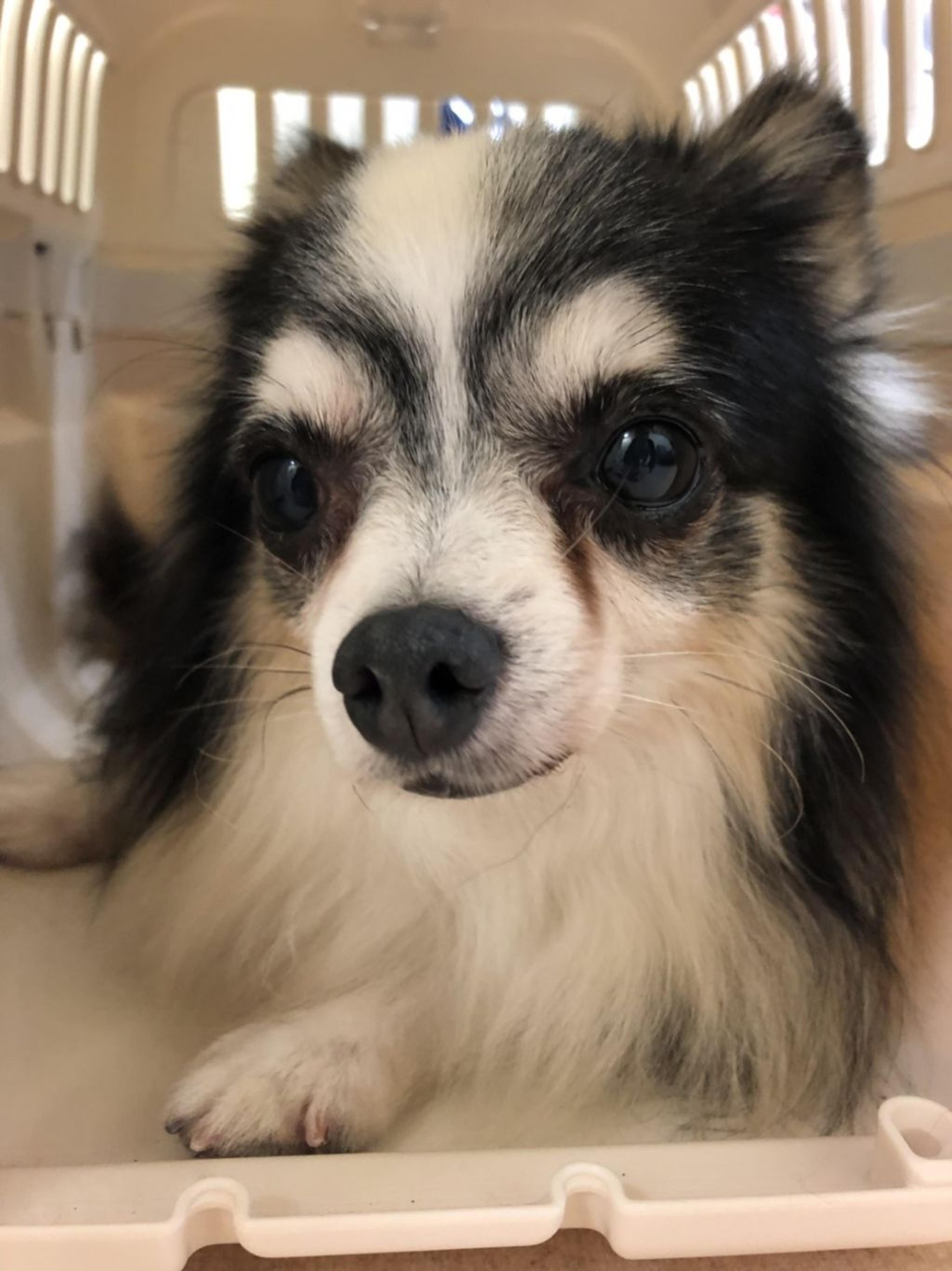 pet-image-3