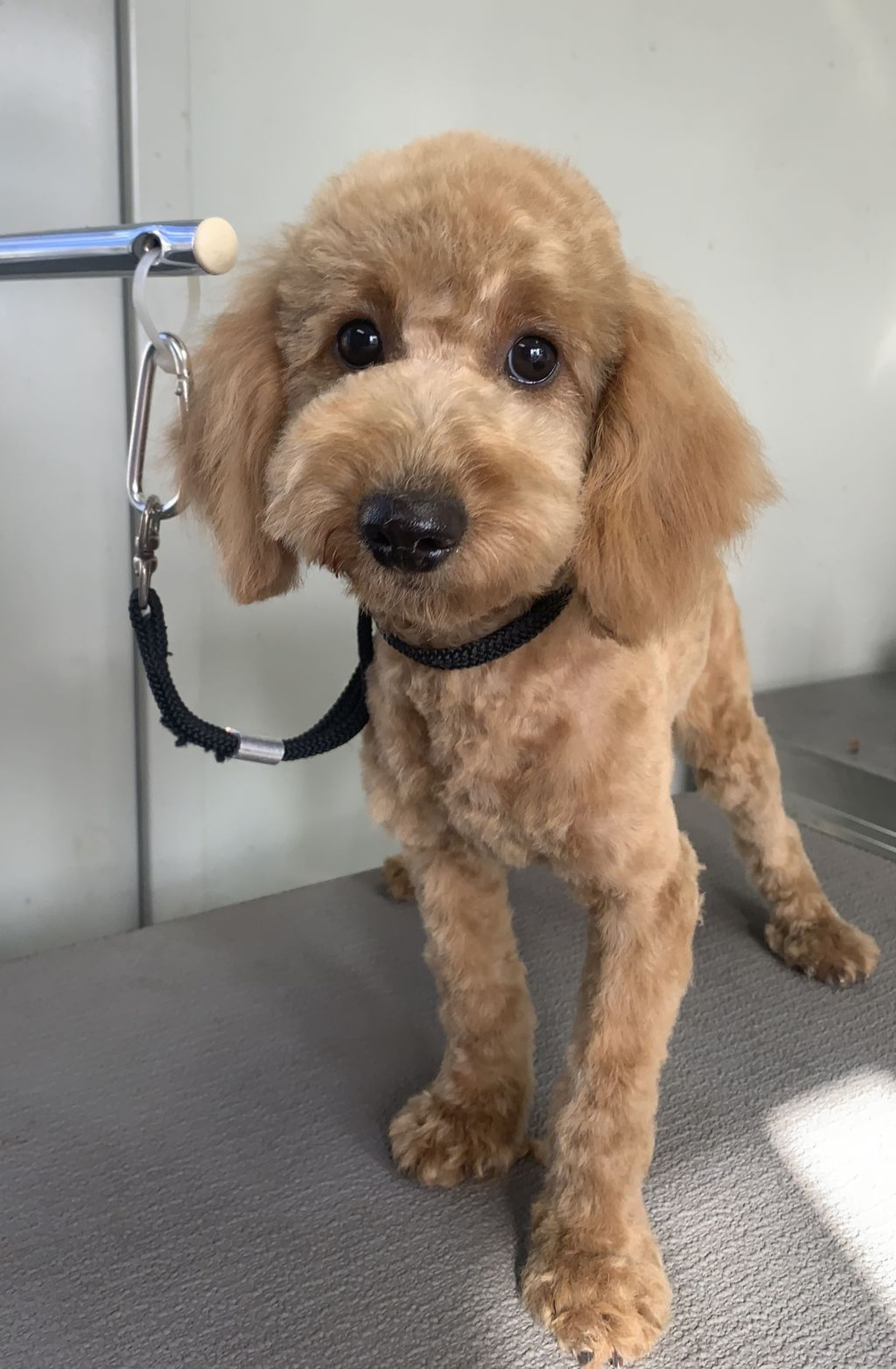 雑種（ミックス犬）・メスの里親募集の写真