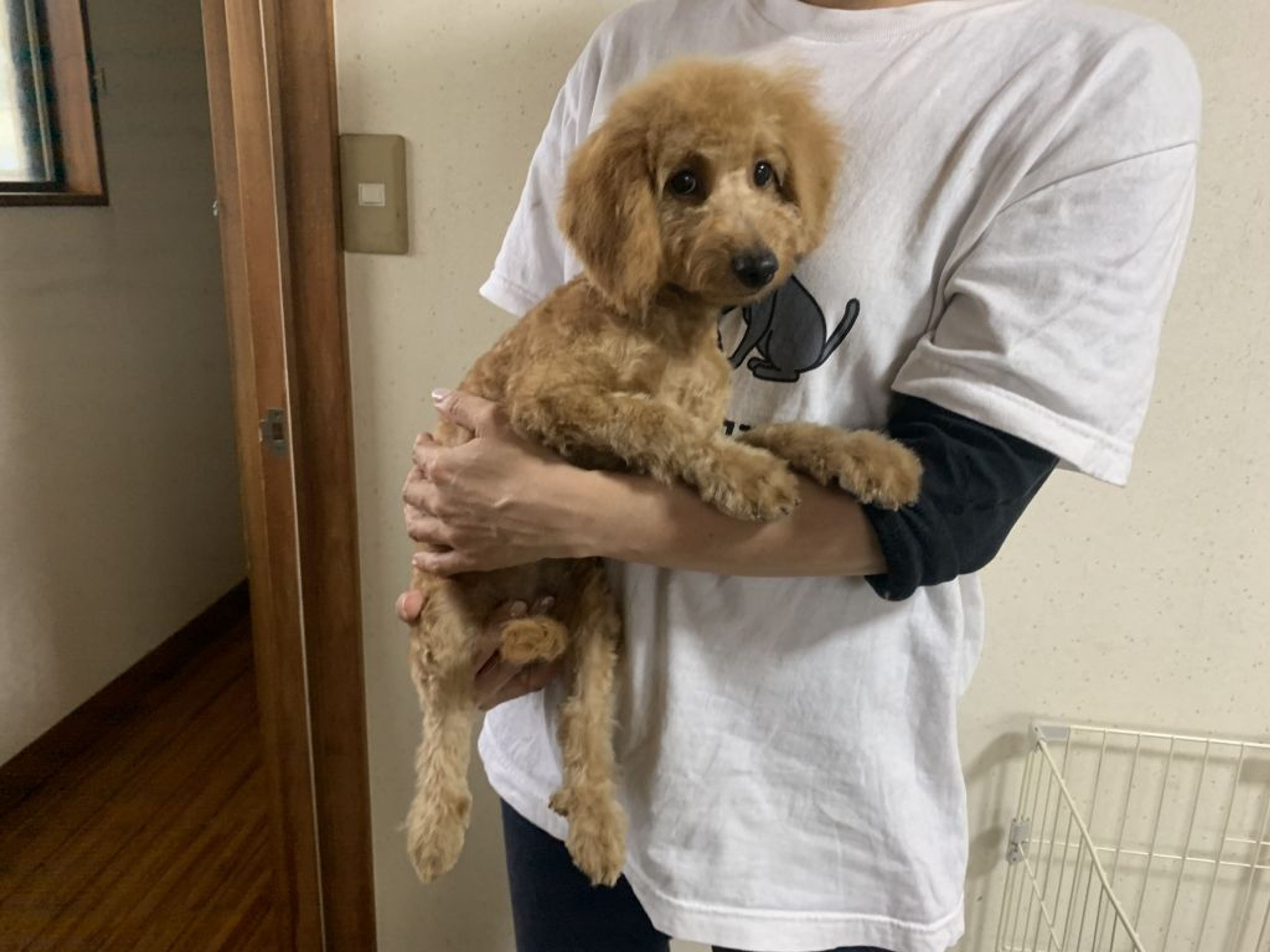 雑種（ミックス犬）・メスの里親募集の写真