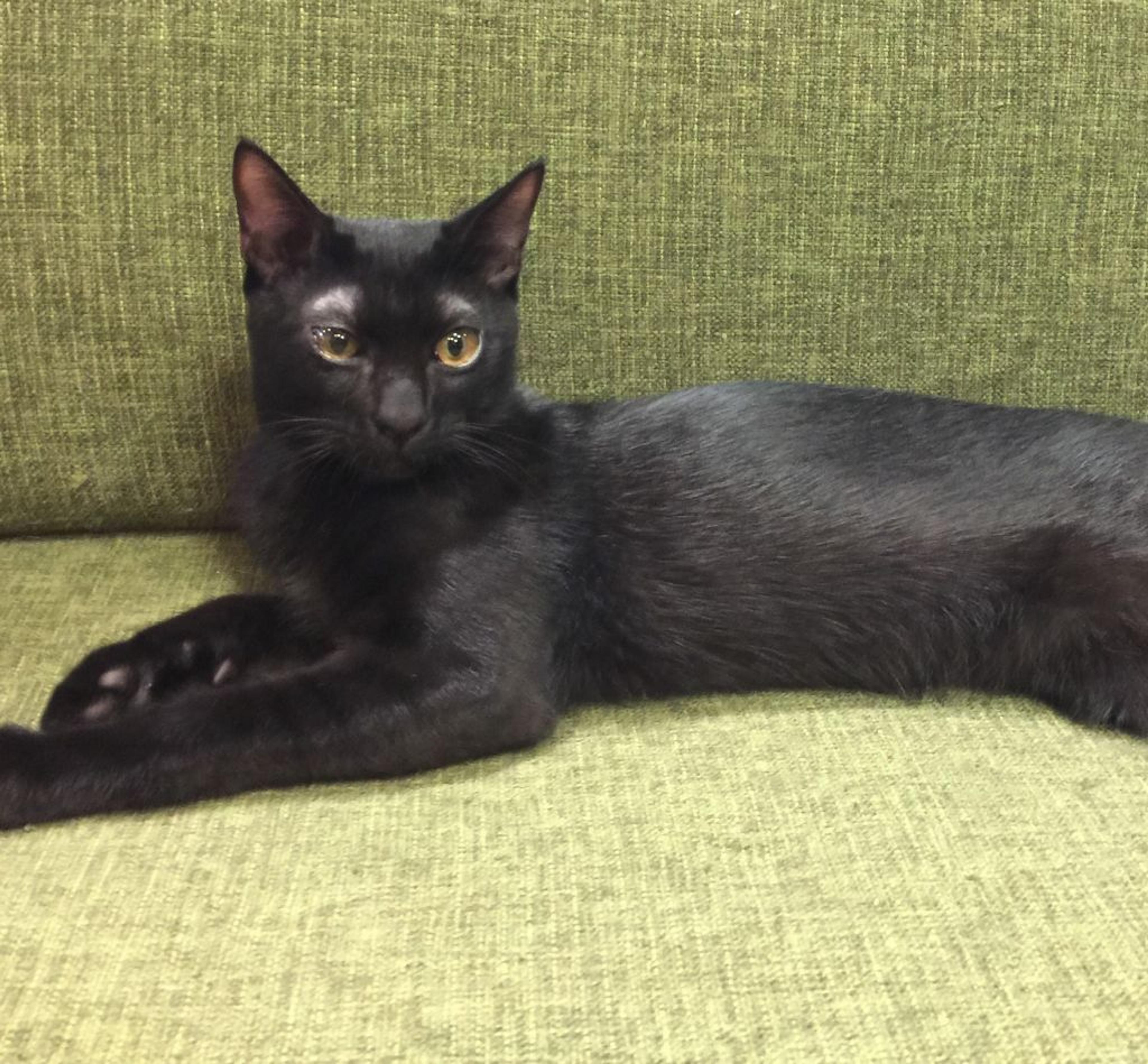 pet-image-2