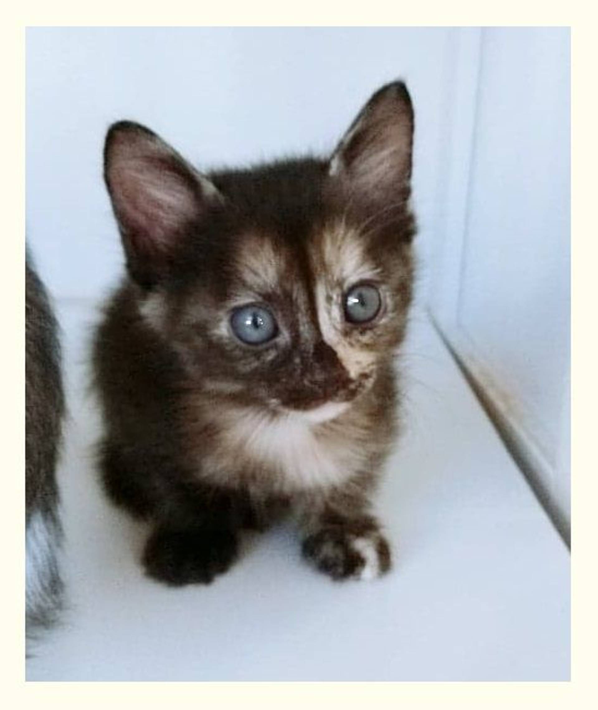 雑種（ミックス猫）・メスの里親募集の写真