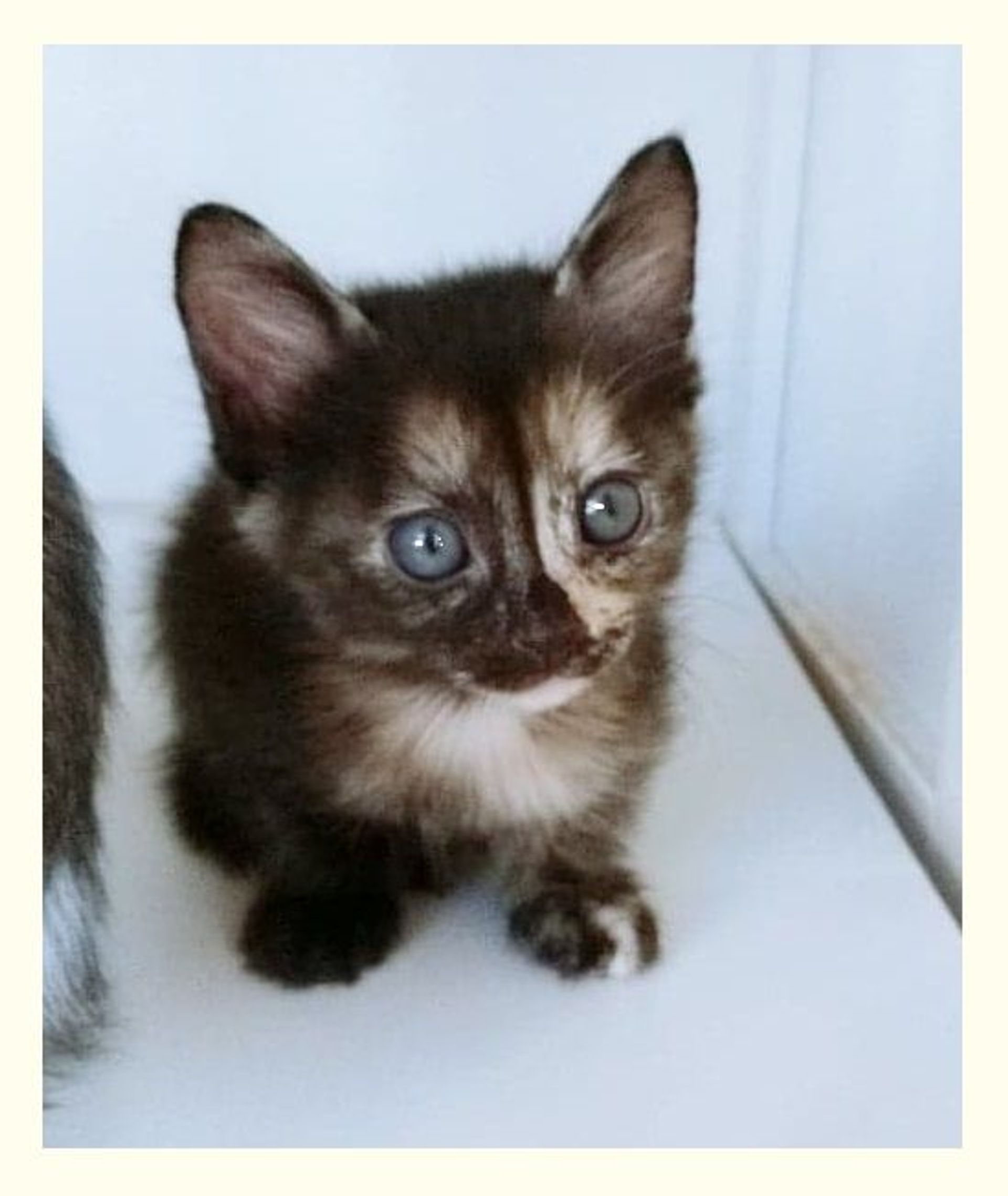 雑種（ミックス猫）・メスの里親募集の写真