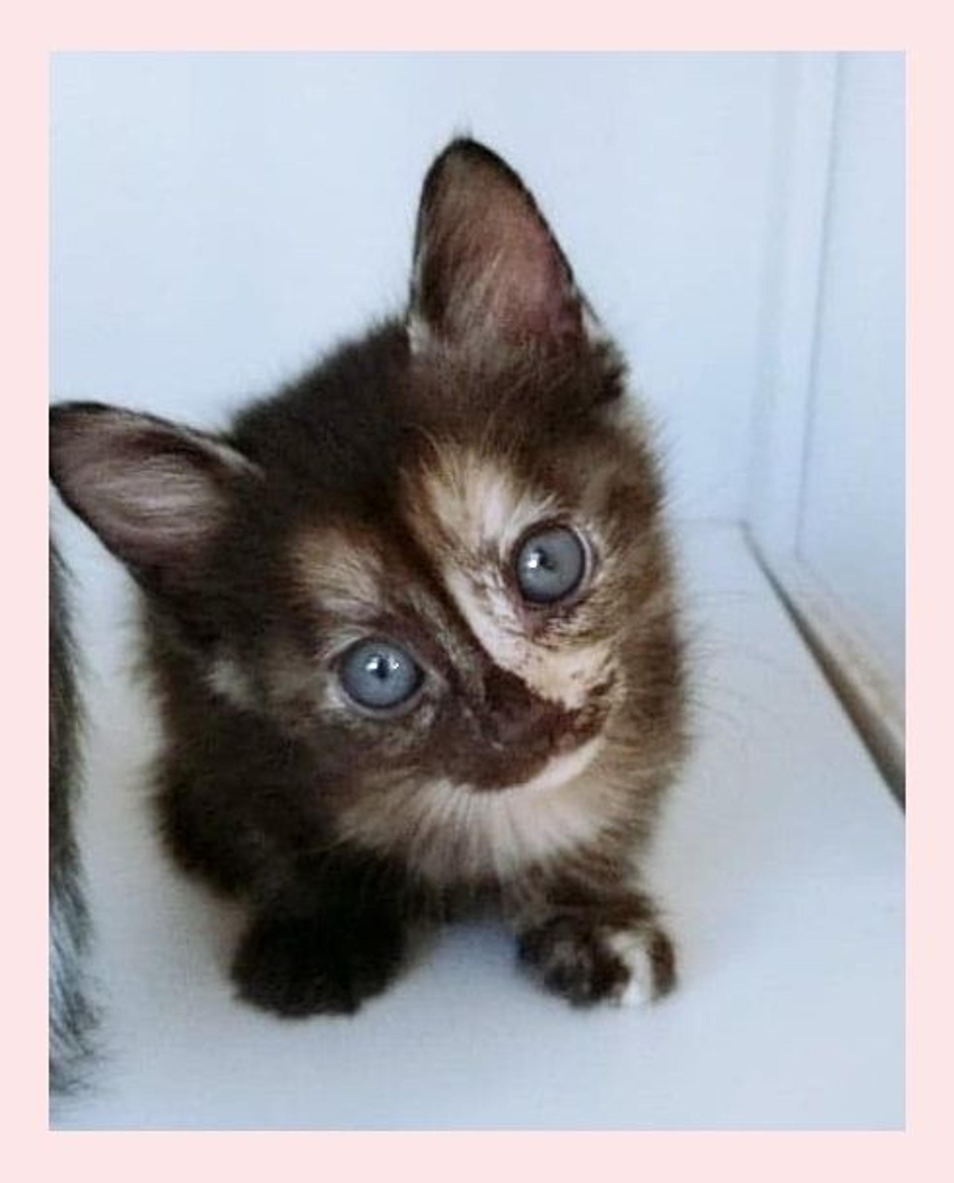 pet-image-4