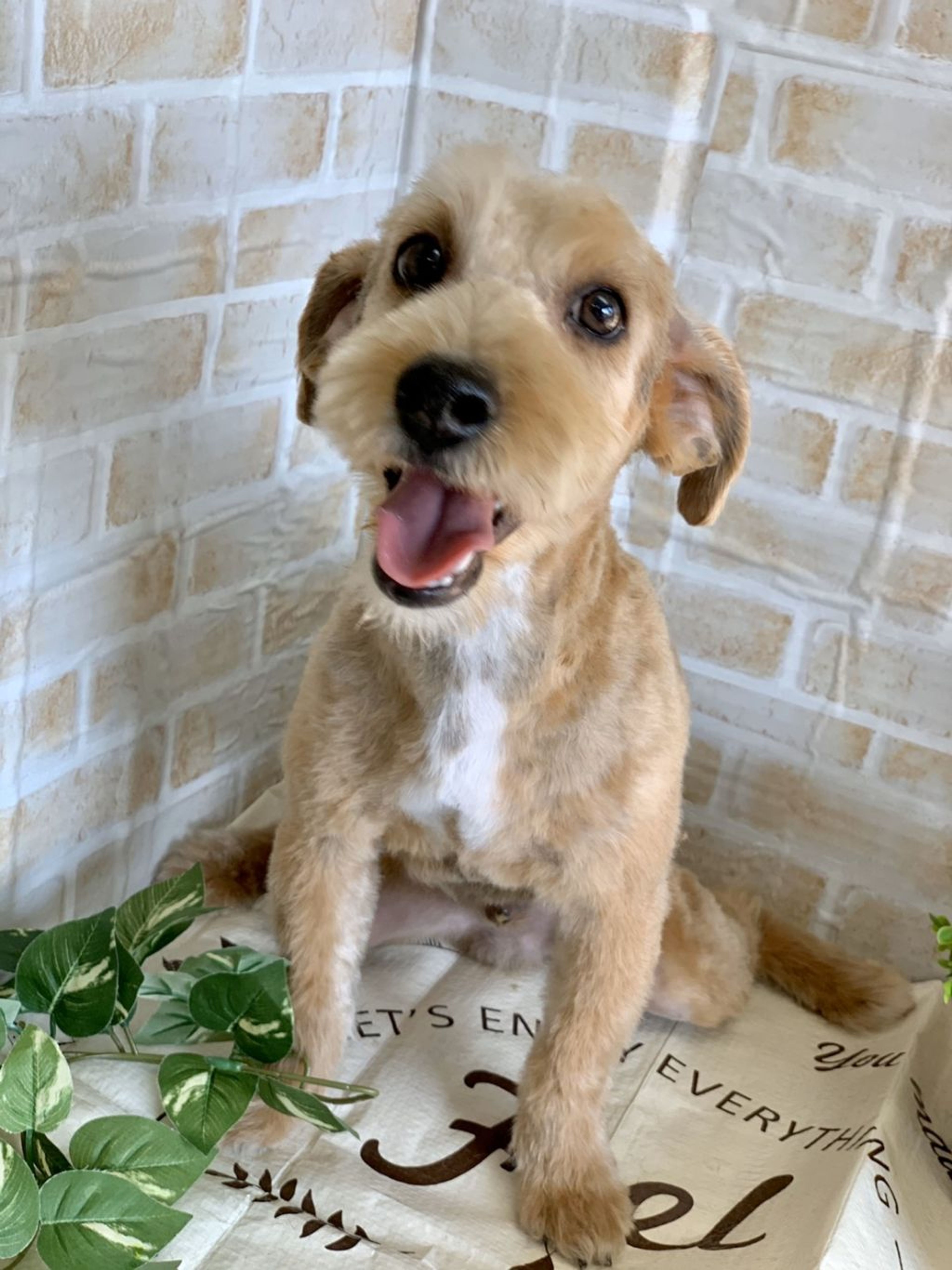 雑種（ミックス犬）・オスの里親募集の写真