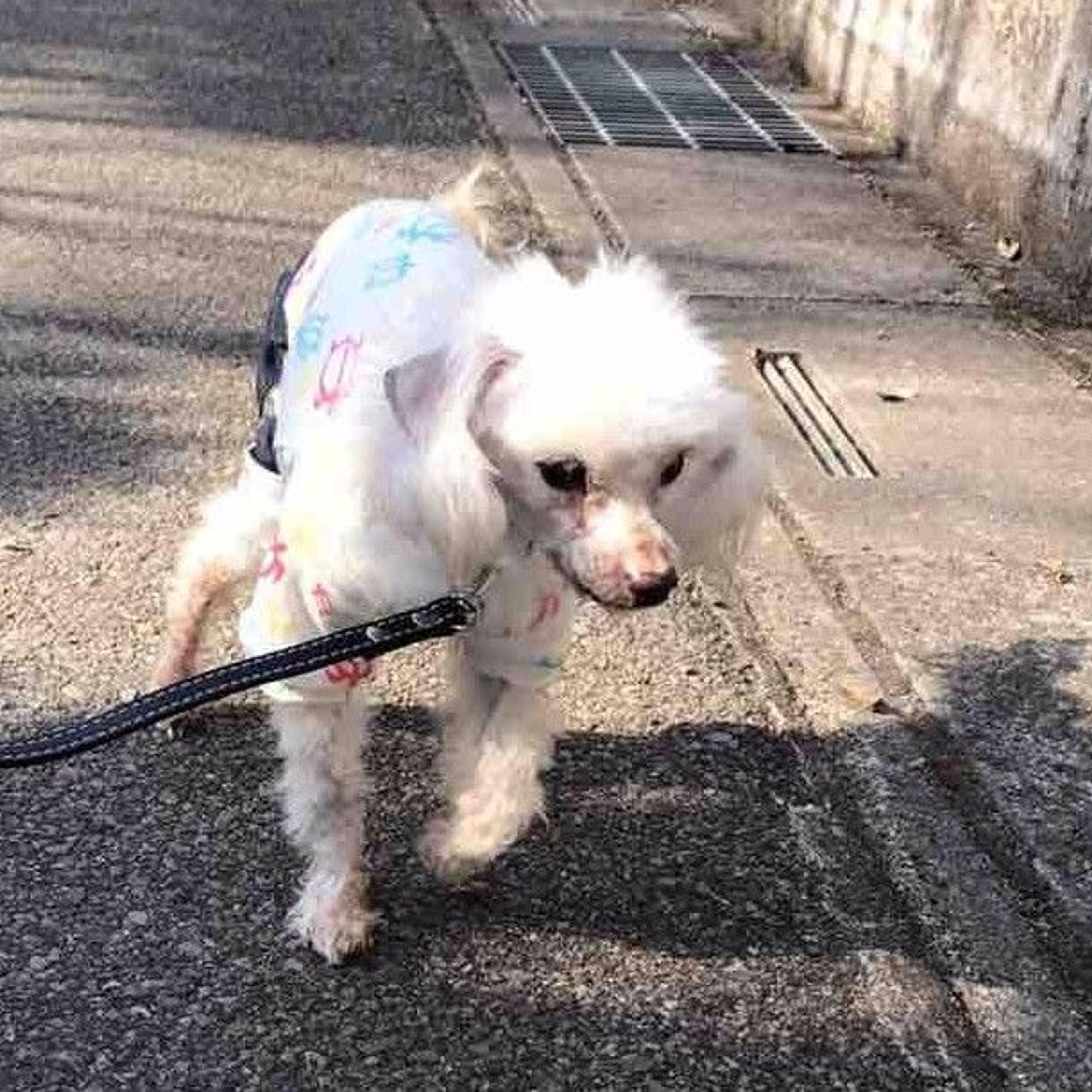 pet-image-2