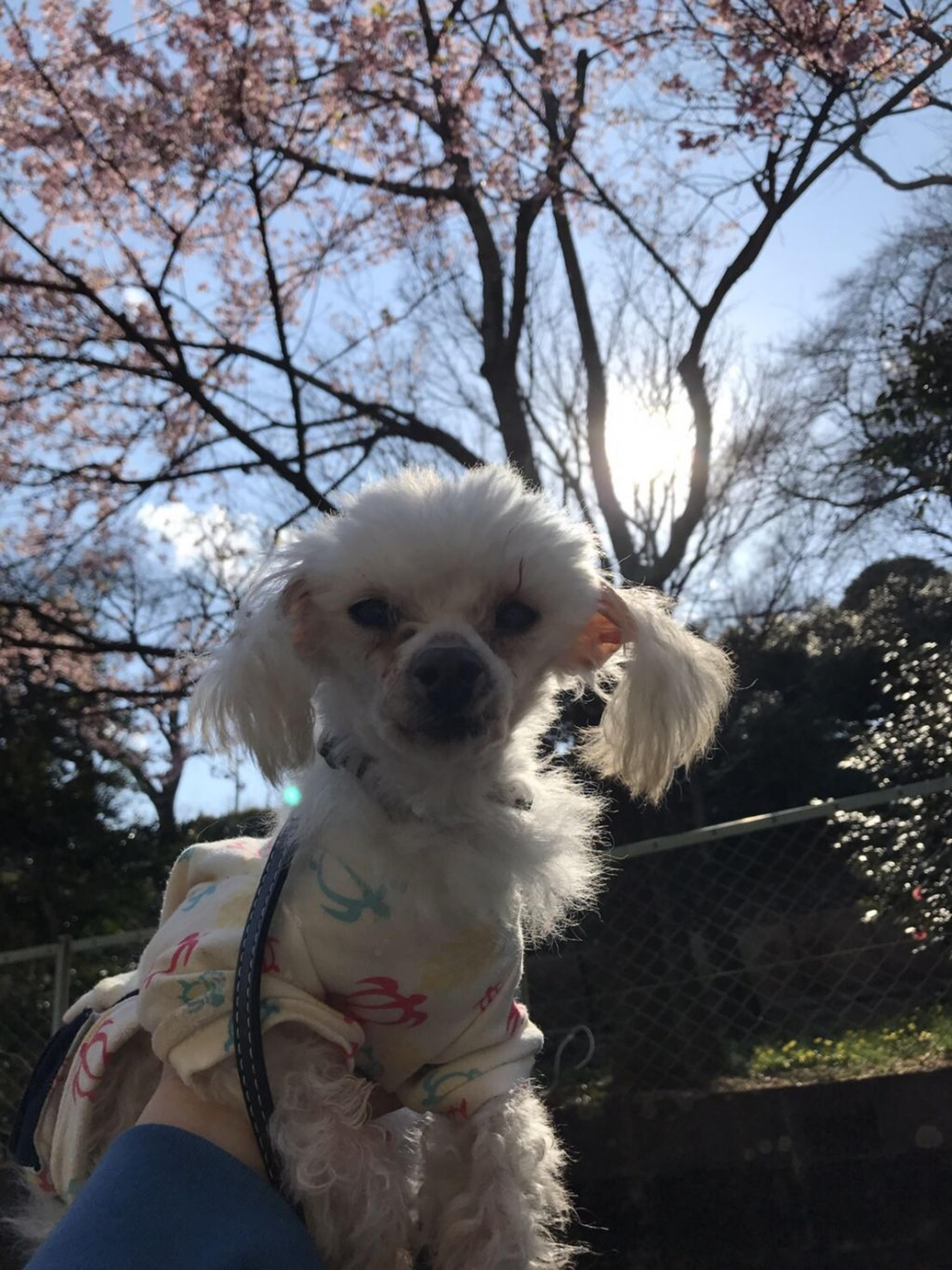 pet-image-3
