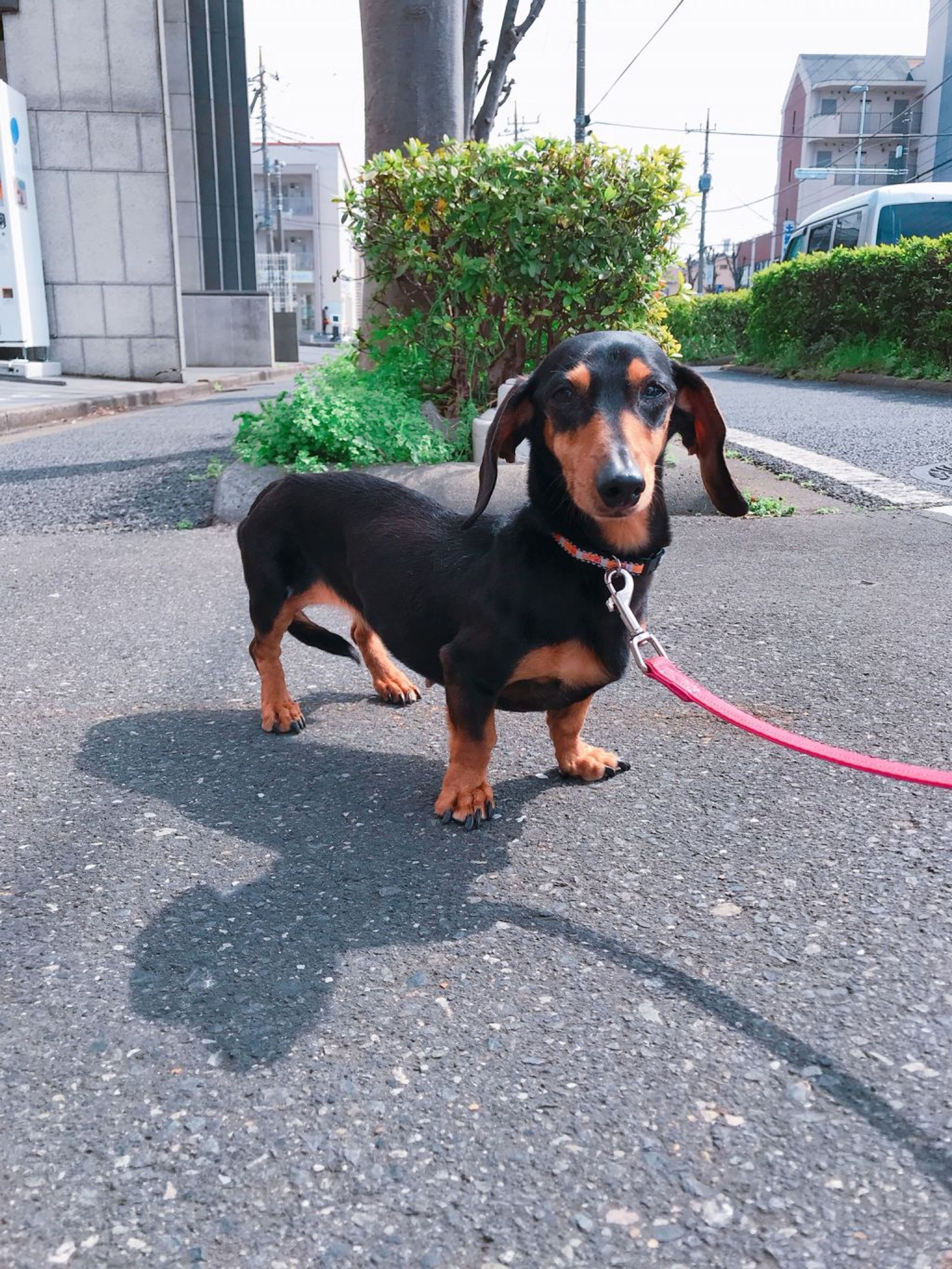 ミニチュア・ダックスフンド・メスの里親募集の写真