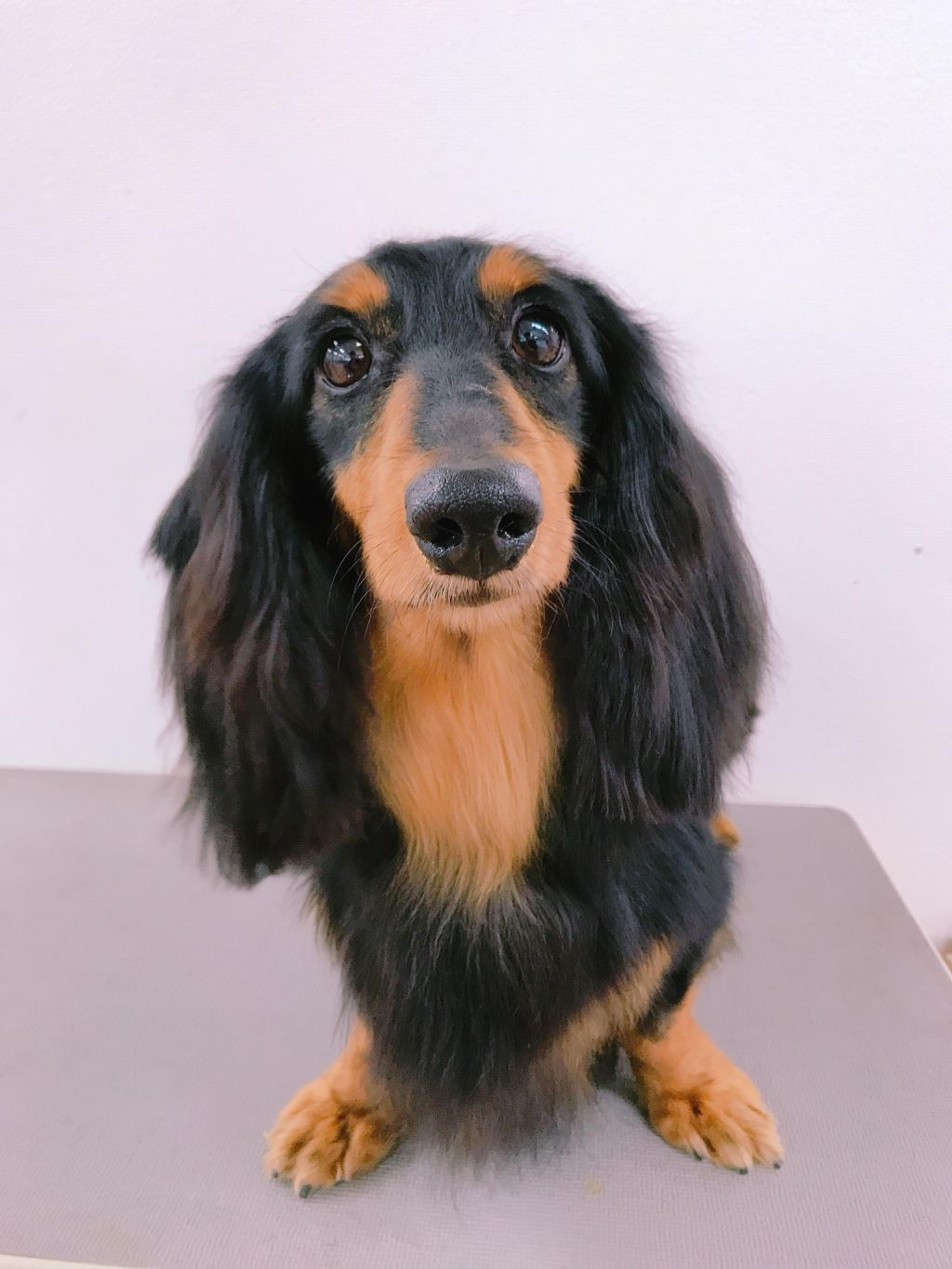pet-image-2