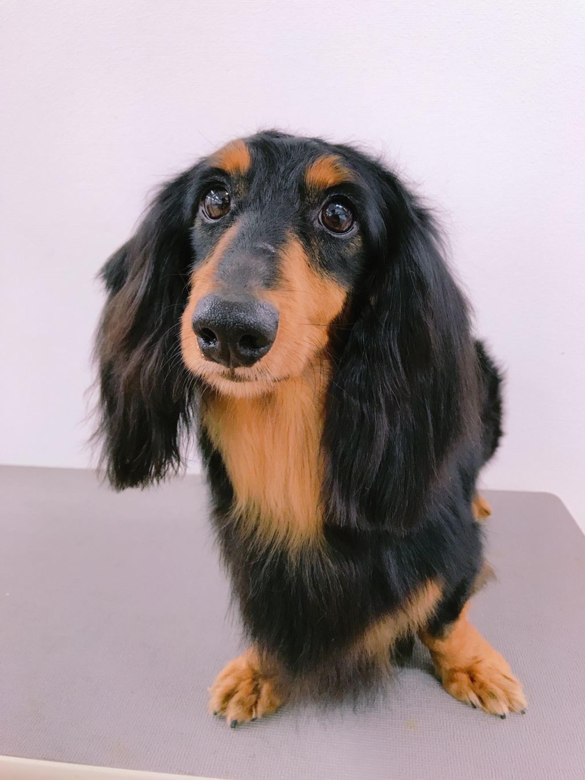 pet-image-3
