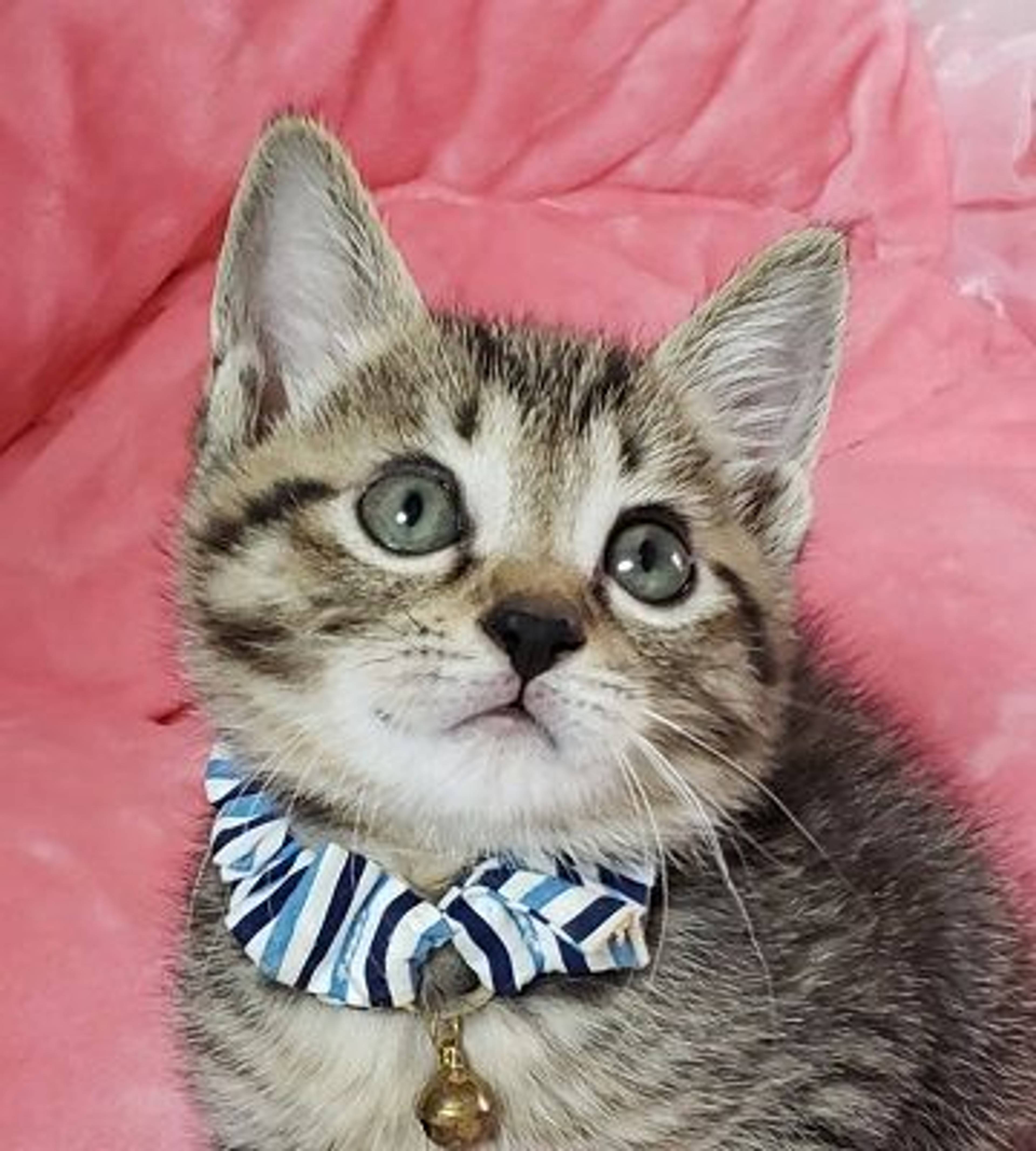 雑種（ミックス猫）・オスの里親募集の写真