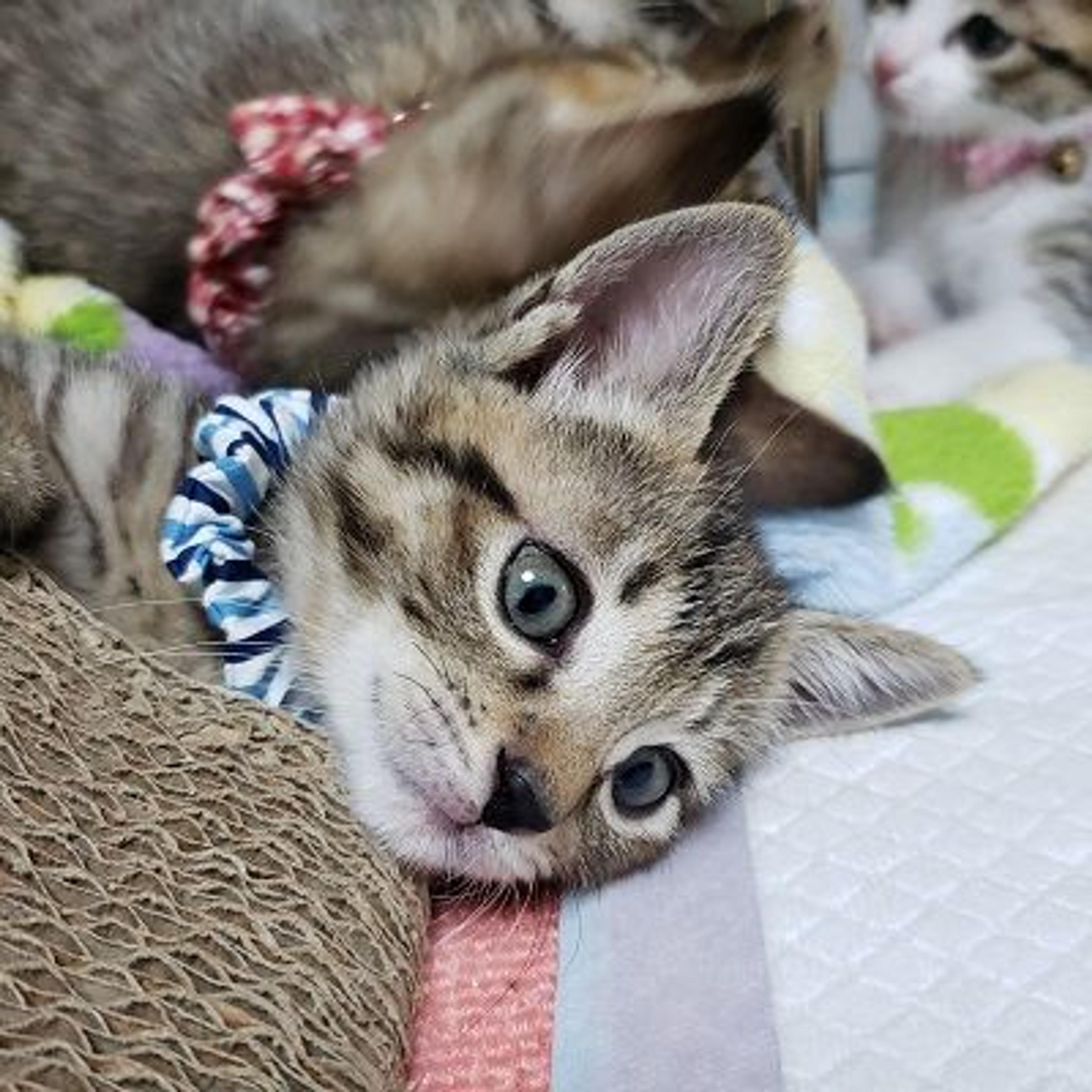 pet-image-2