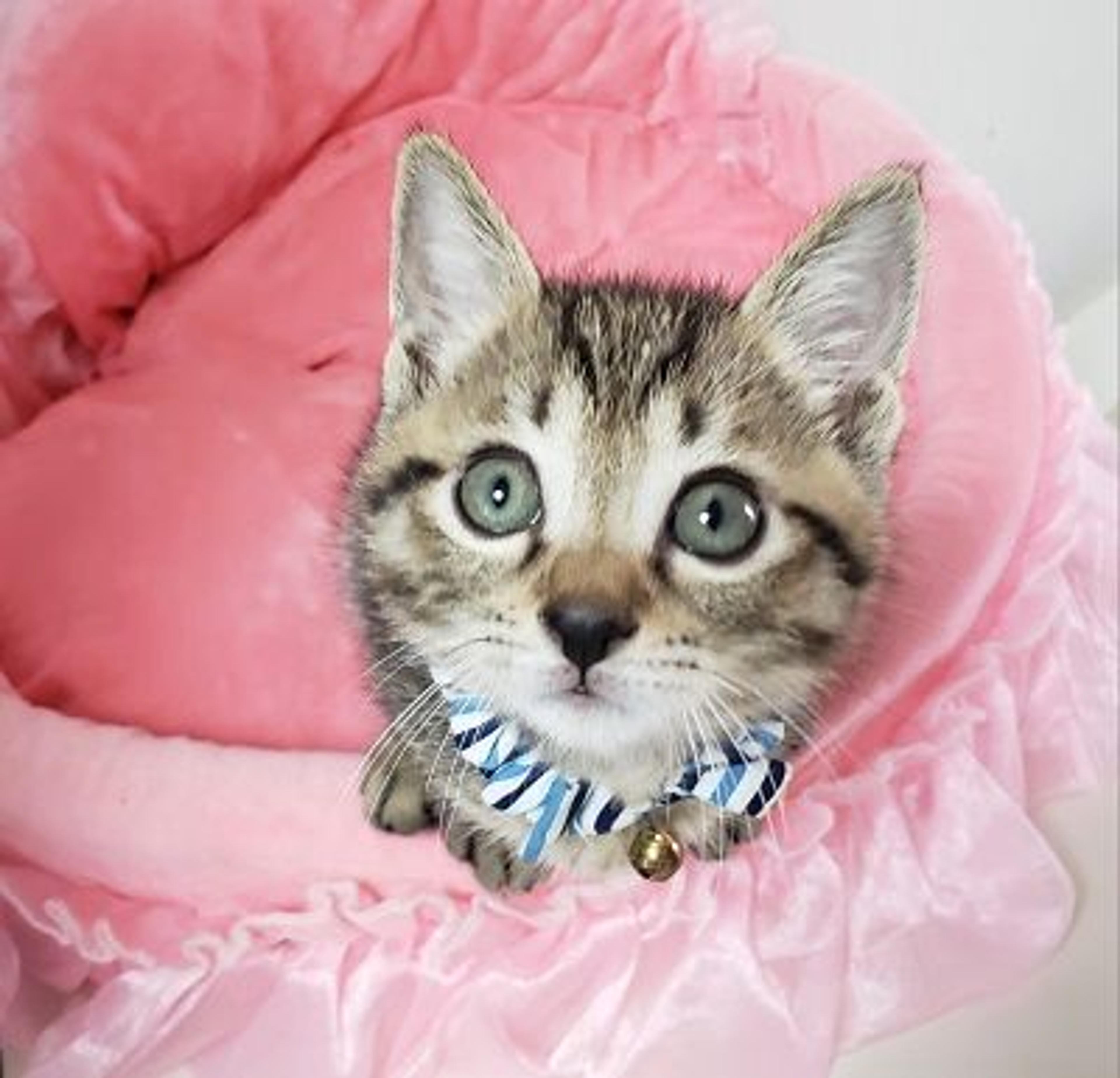 pet-image-3