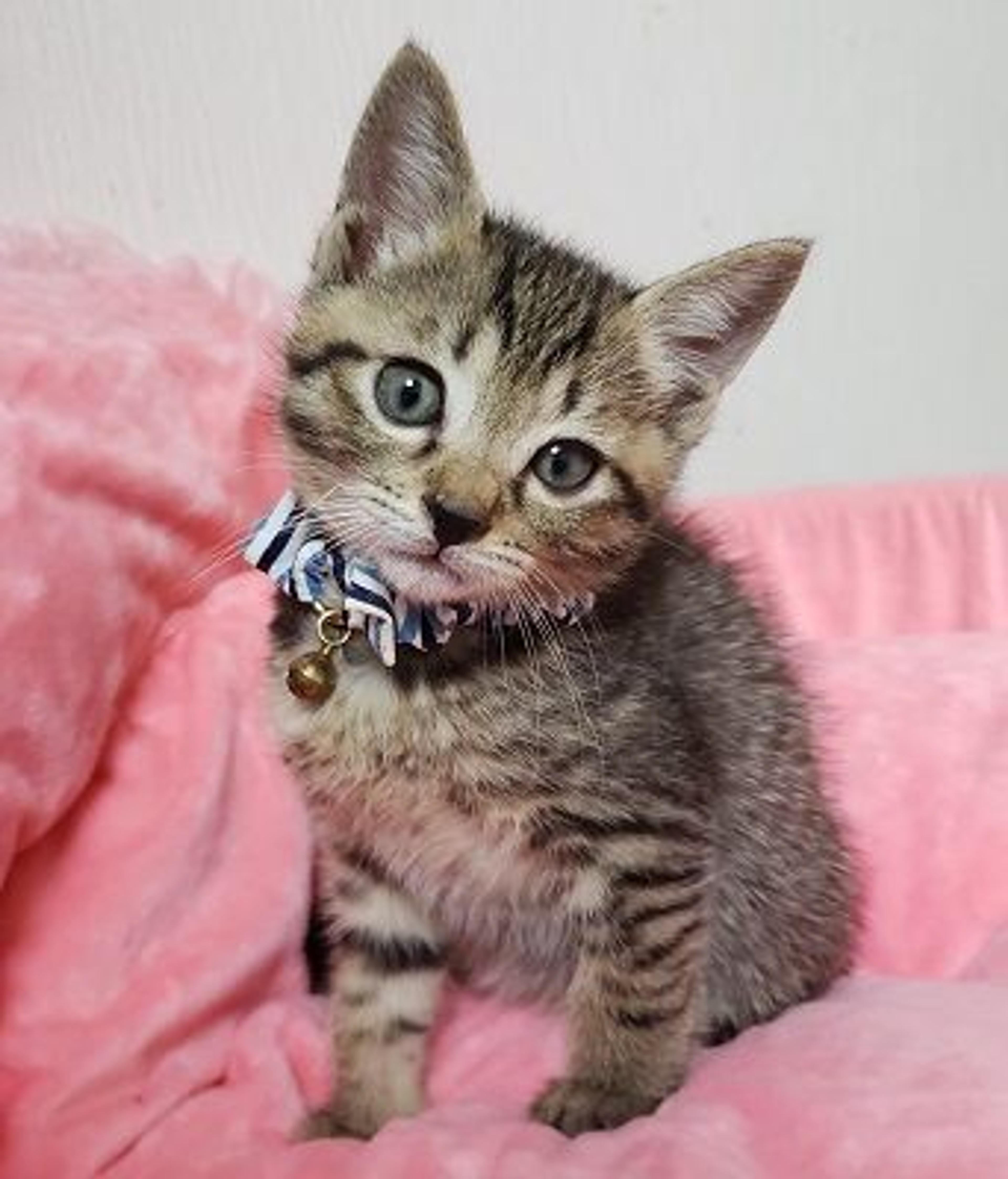 pet-image-4