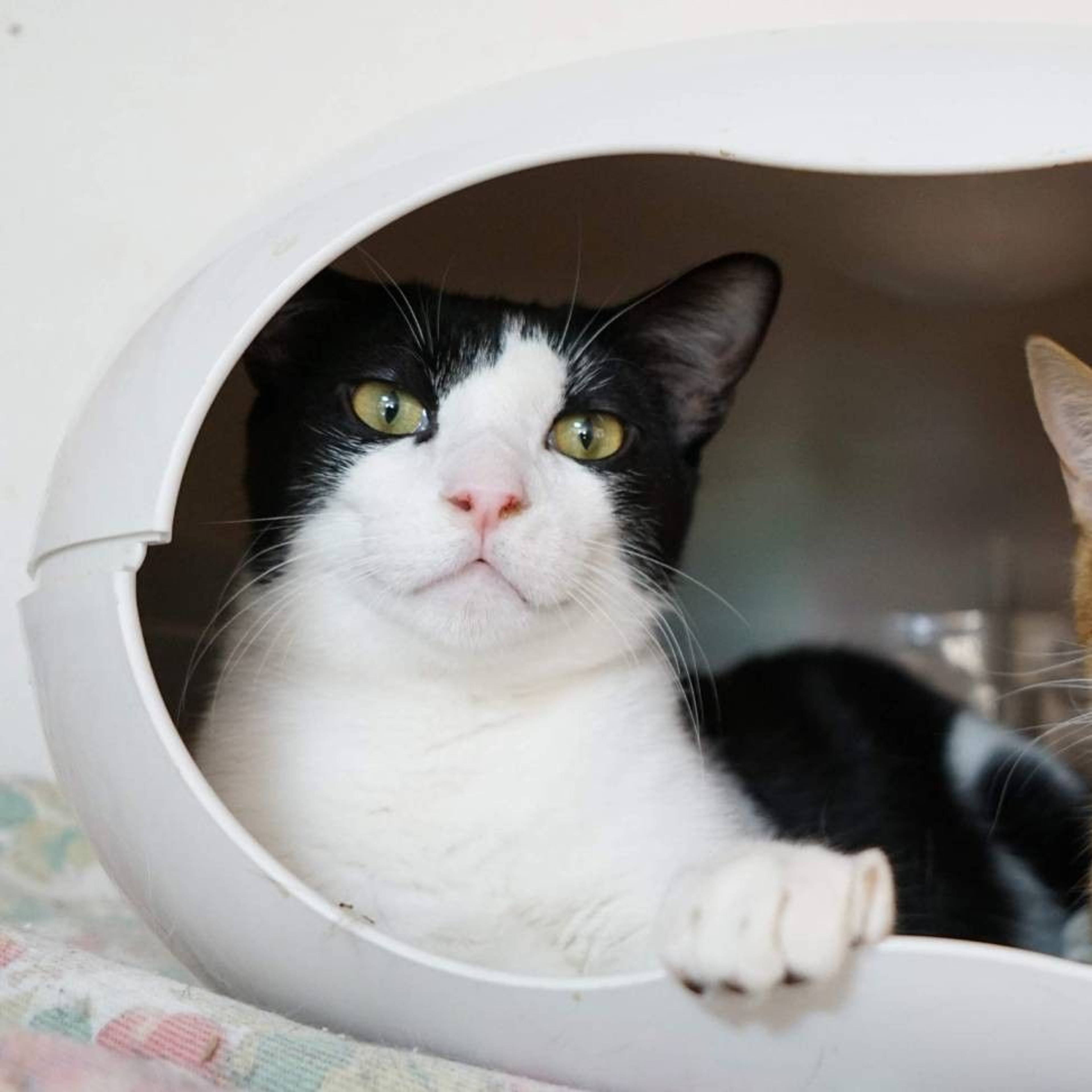 雑種（ミックス猫）・オスの里親募集の写真
