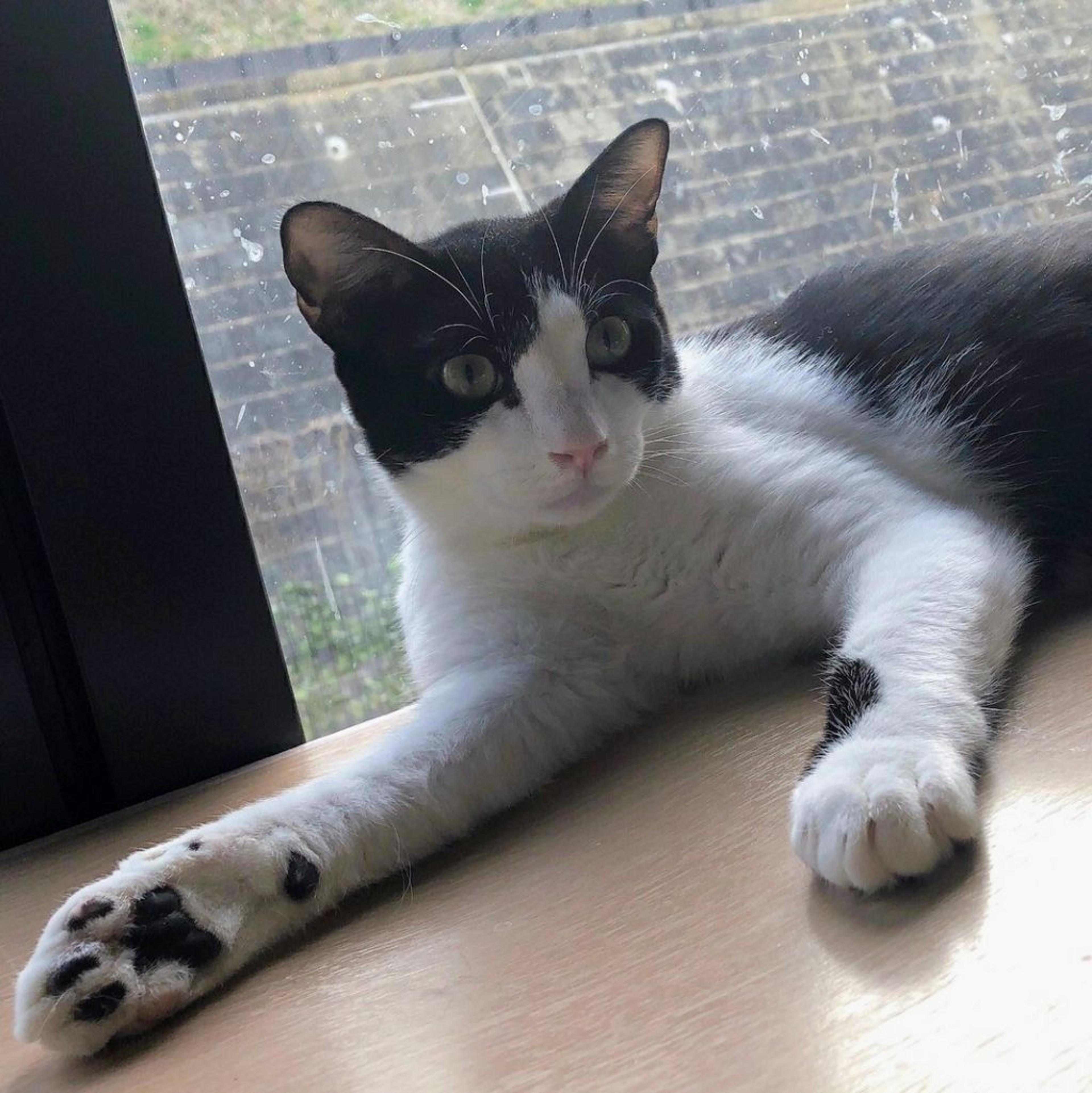 pet-image-2