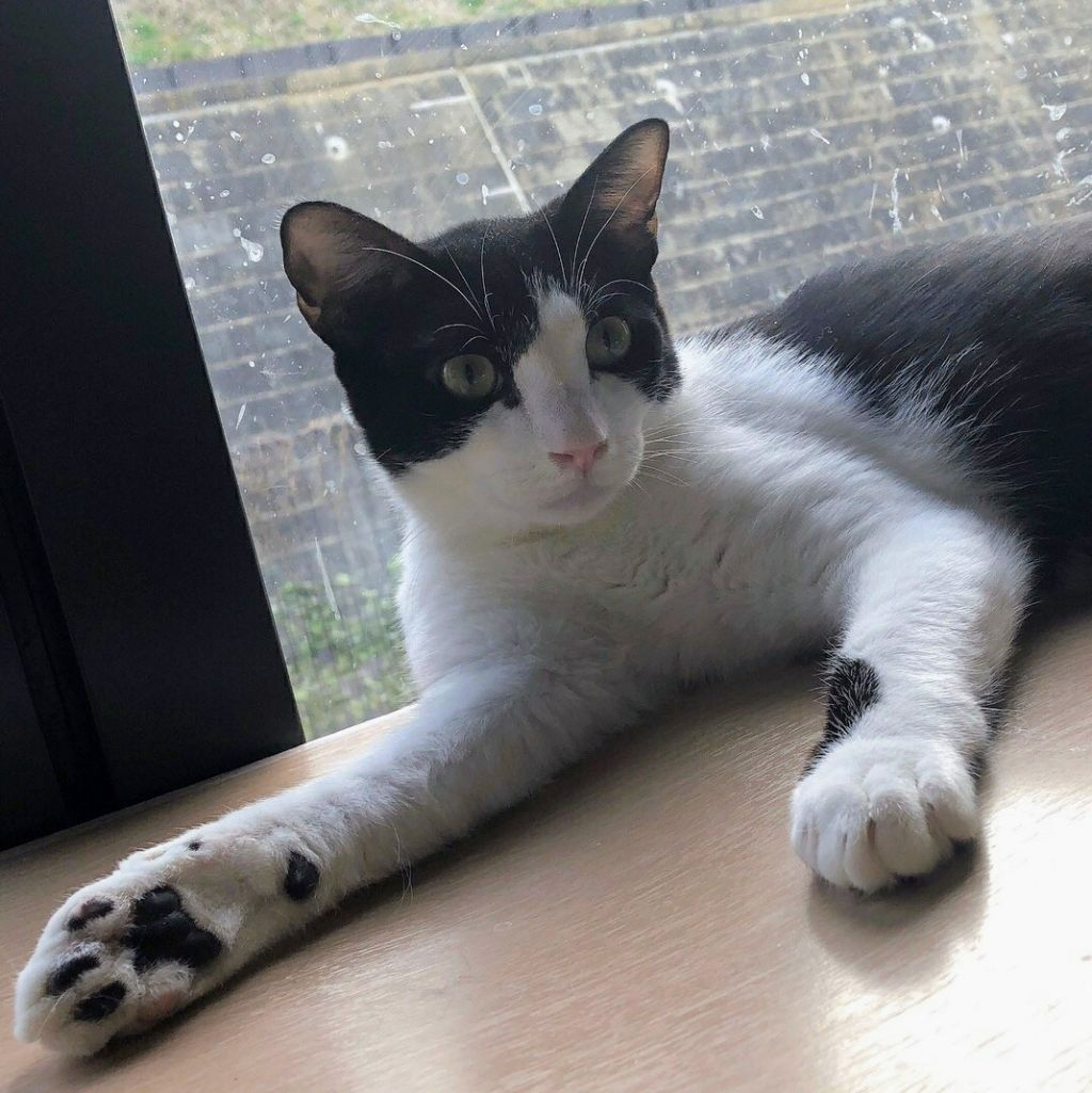 pet-image-2