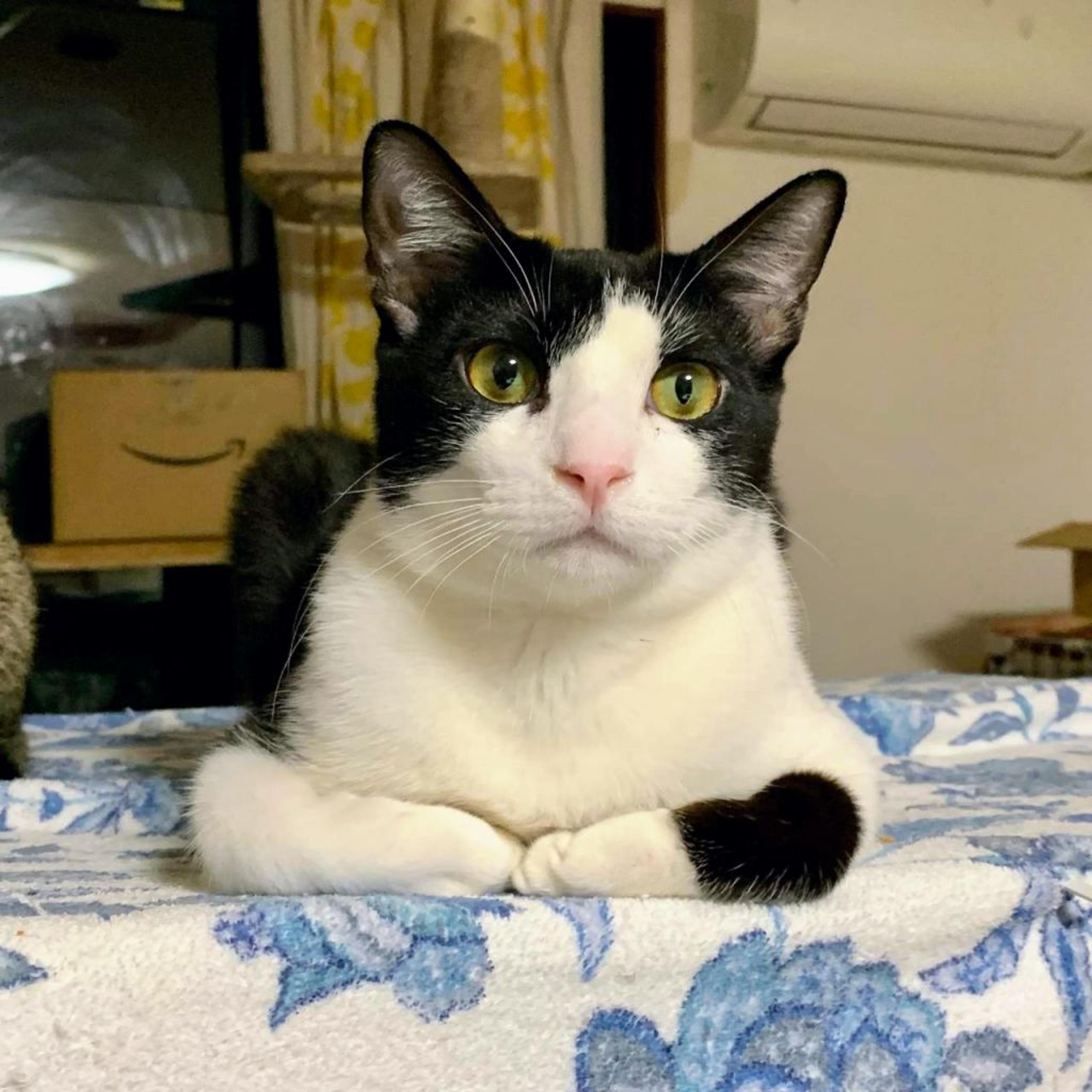 pet-image-4