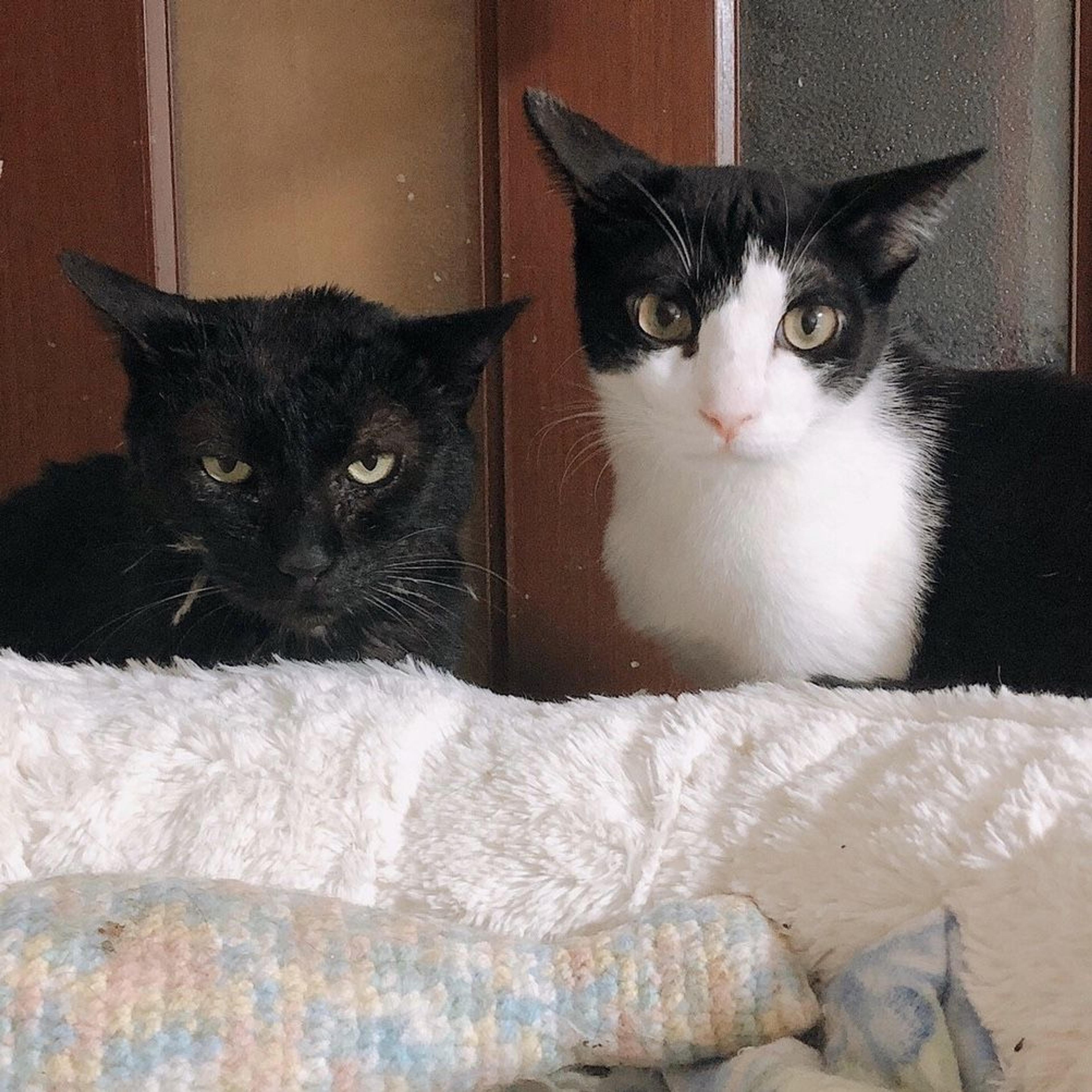 pet-image-8