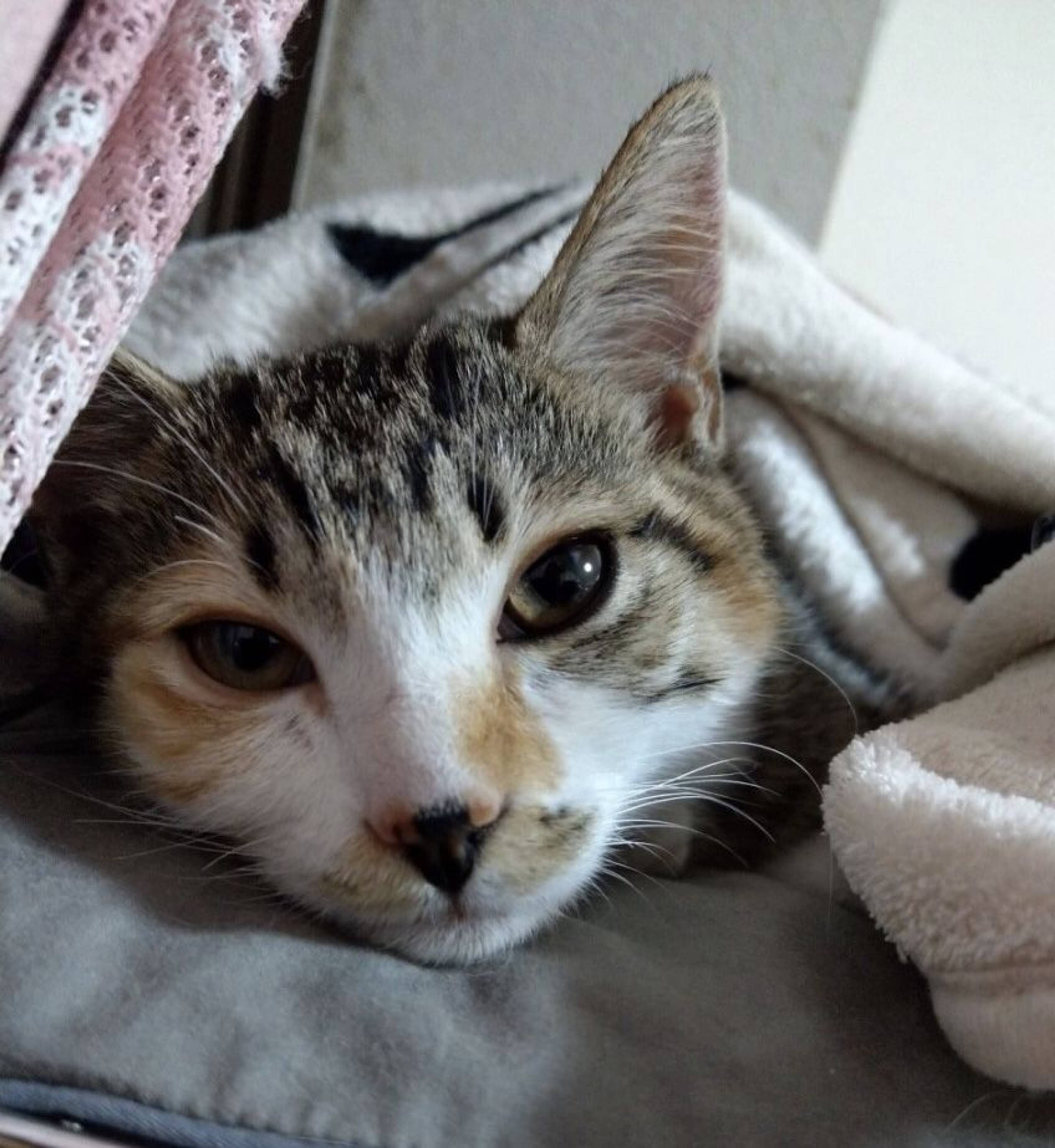 雑種（ミックス猫）・メスの里親募集の写真
