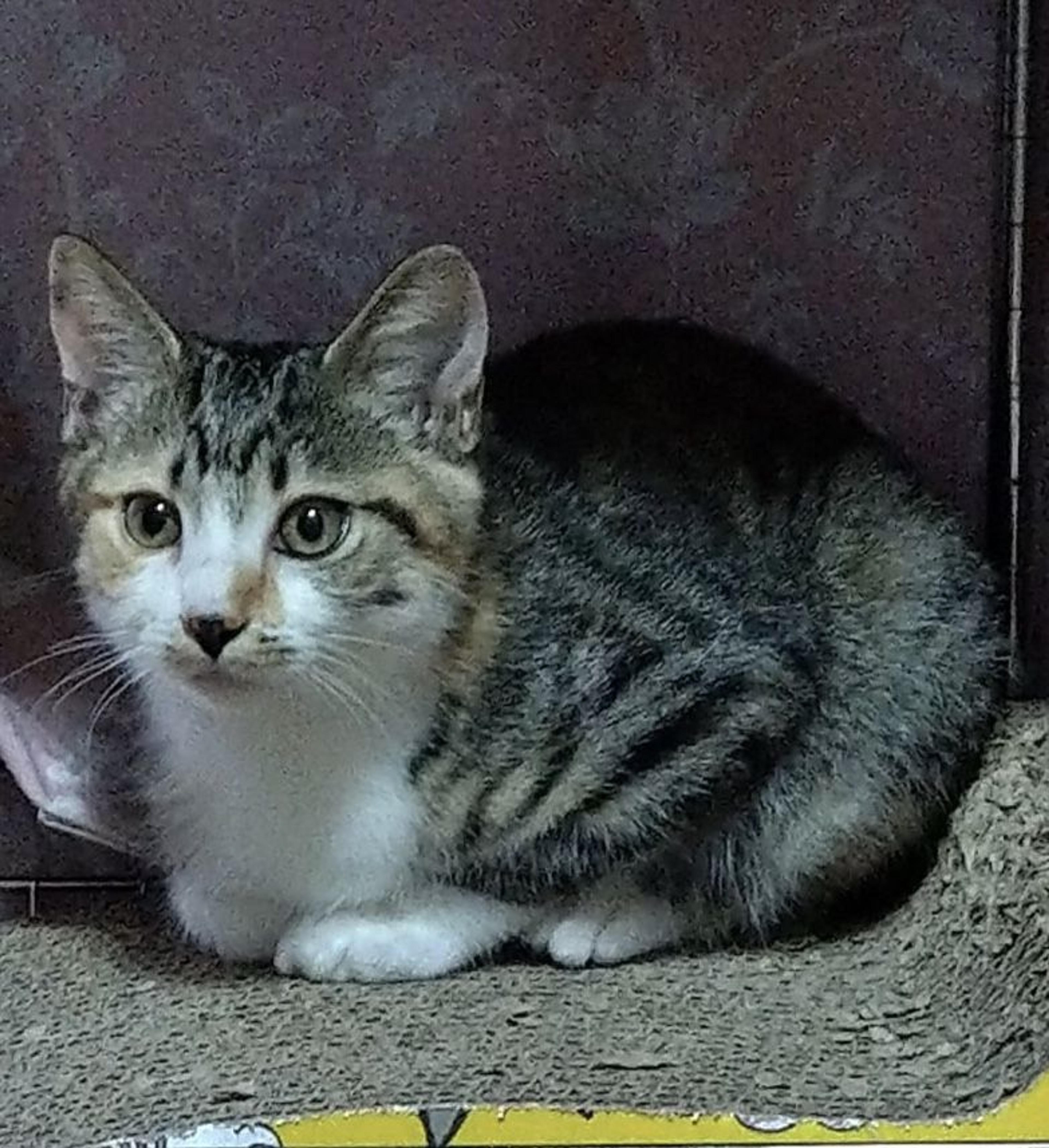pet-image-2