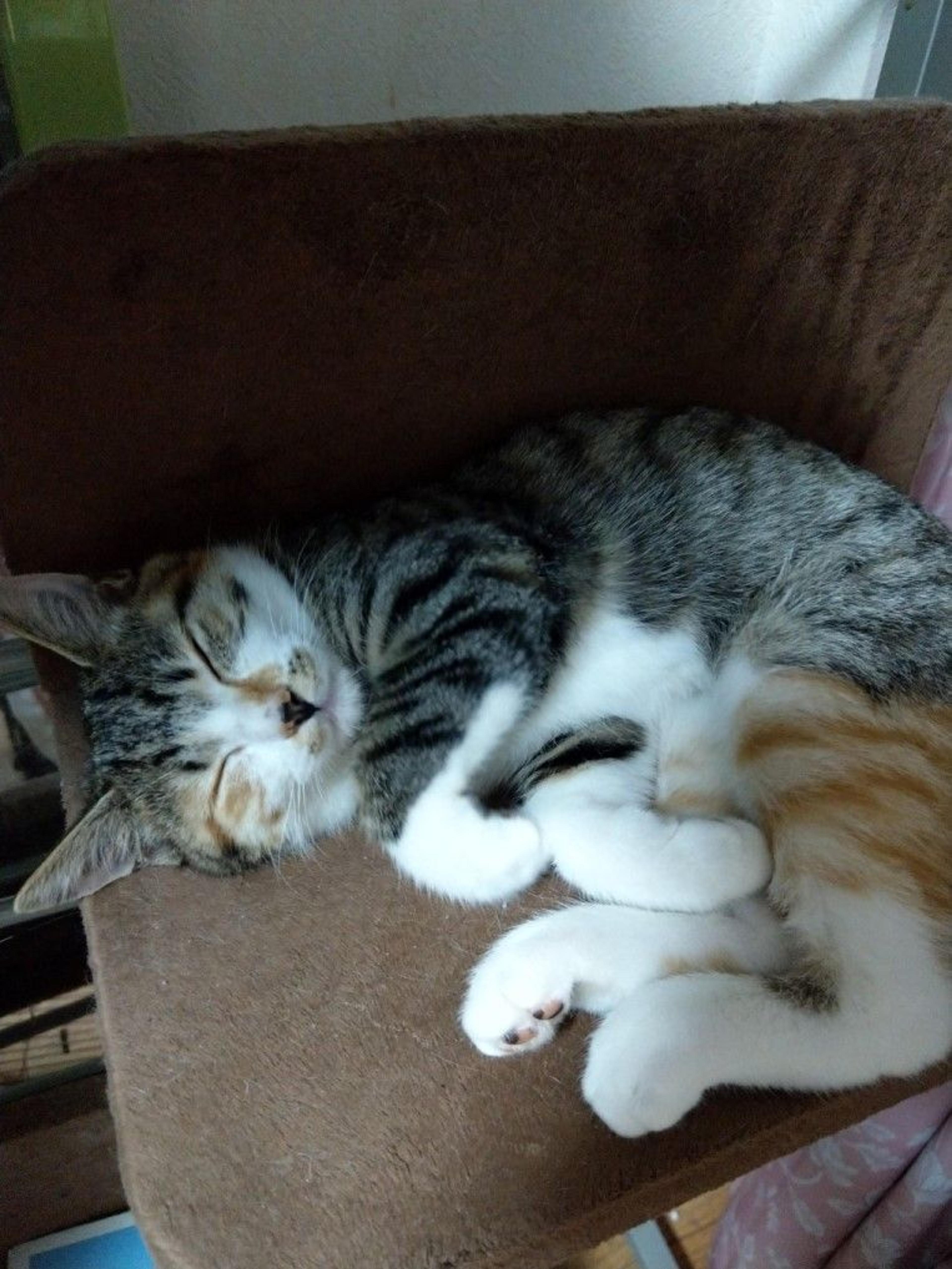 pet-image-3