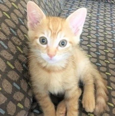 ちゃとらっこくんの写真