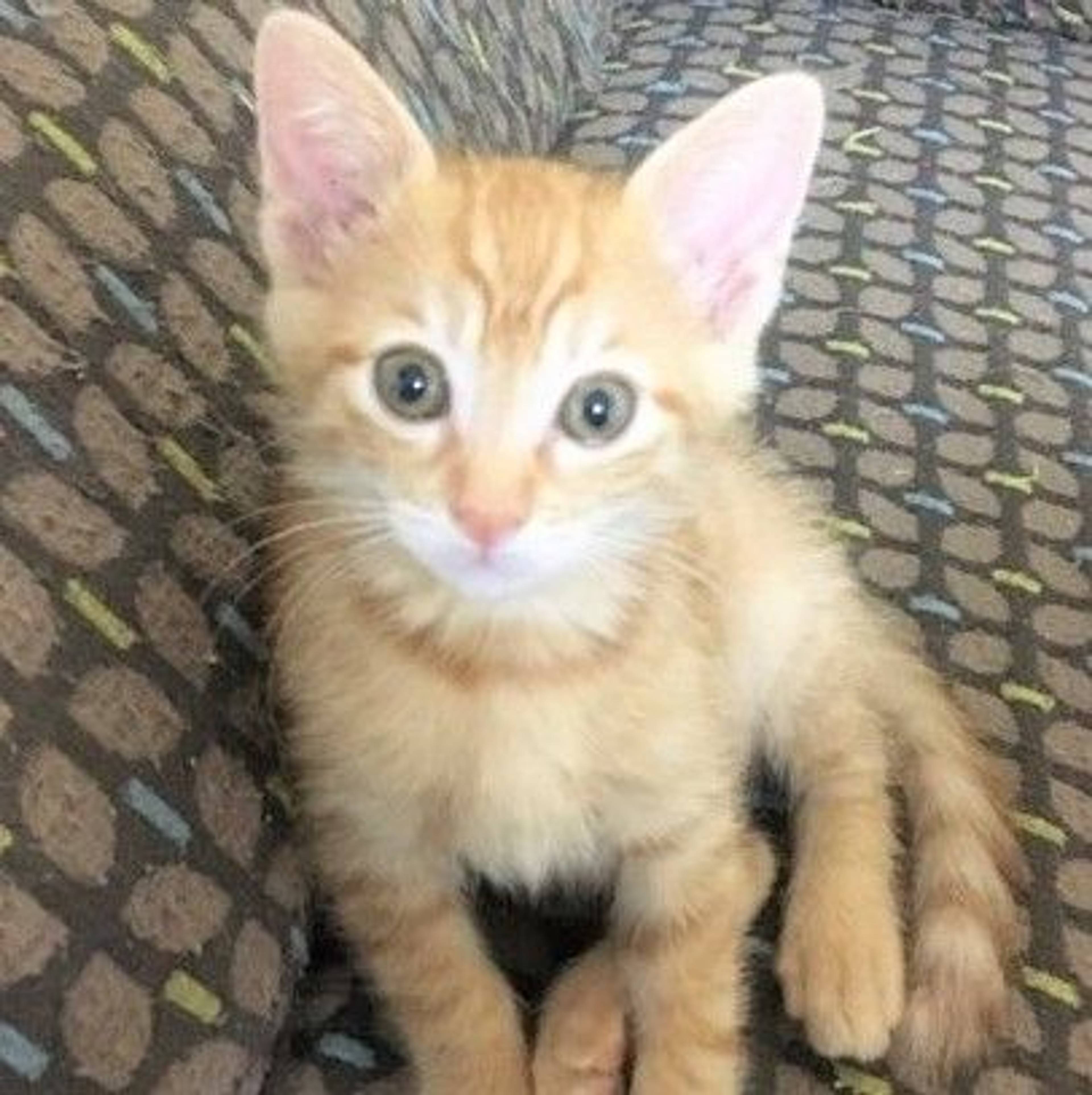 雑種（ミックス猫）・オスの里親募集の写真