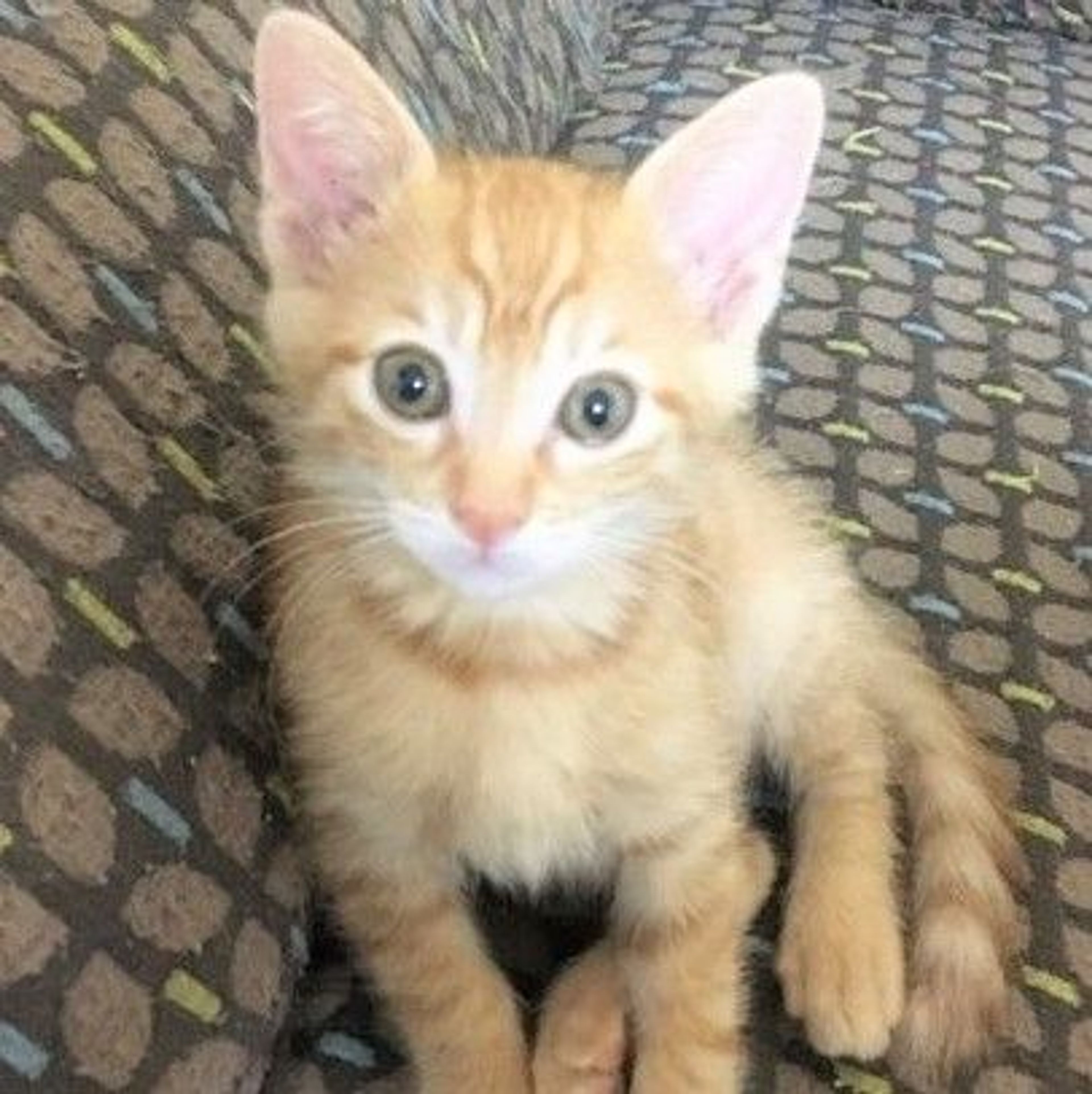 雑種（ミックス猫）・オスの里親募集の写真