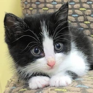 くろっこちゃんの写真