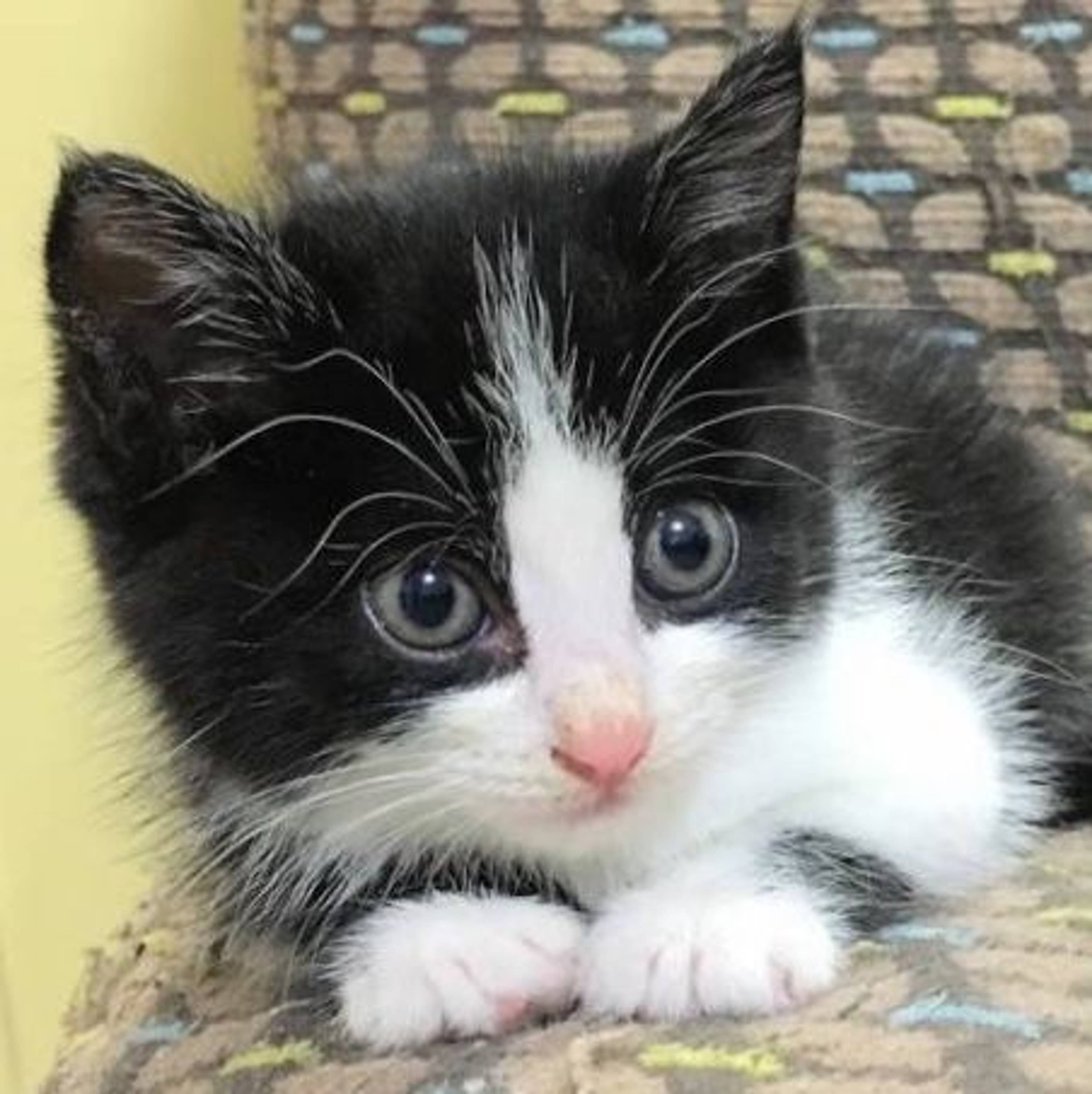 雑種（ミックス猫）・メスの里親募集の写真