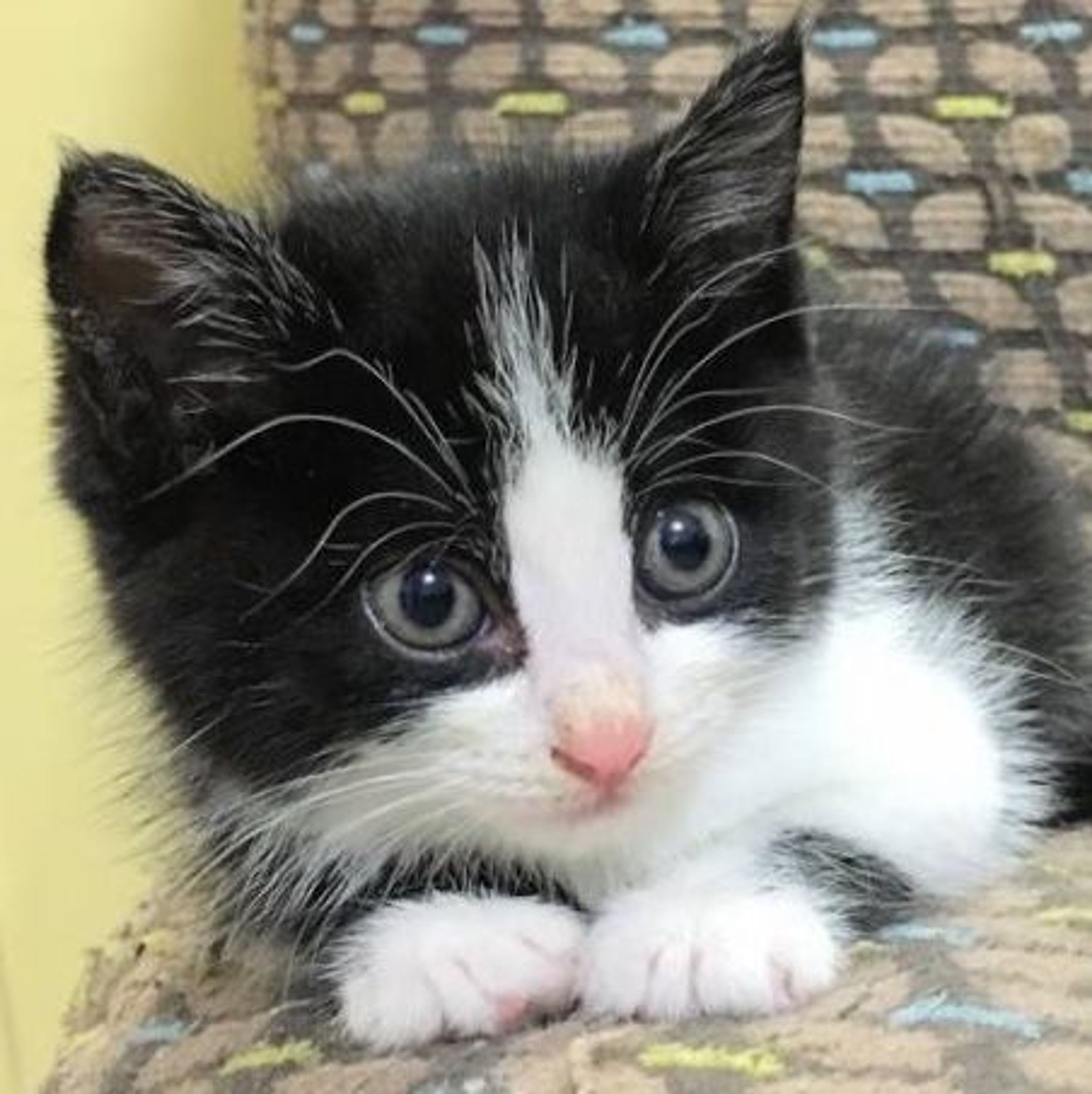 雑種（ミックス猫）・メスの里親募集の写真